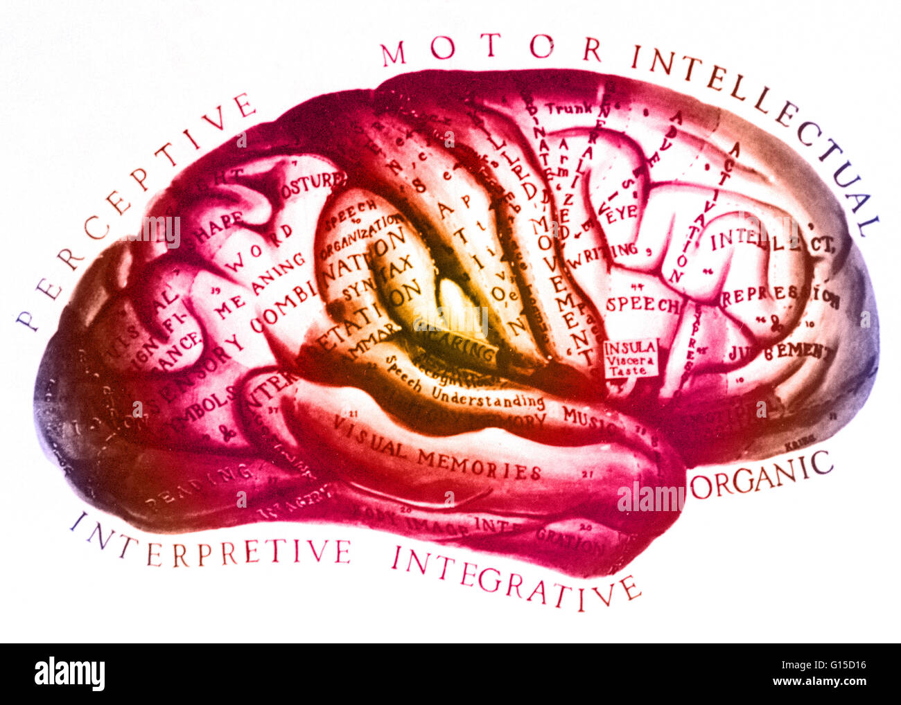 Una storica illustrazione anatomica del cervello con parti etichettate secondo le conoscenze mediche del tempo. Foto Stock