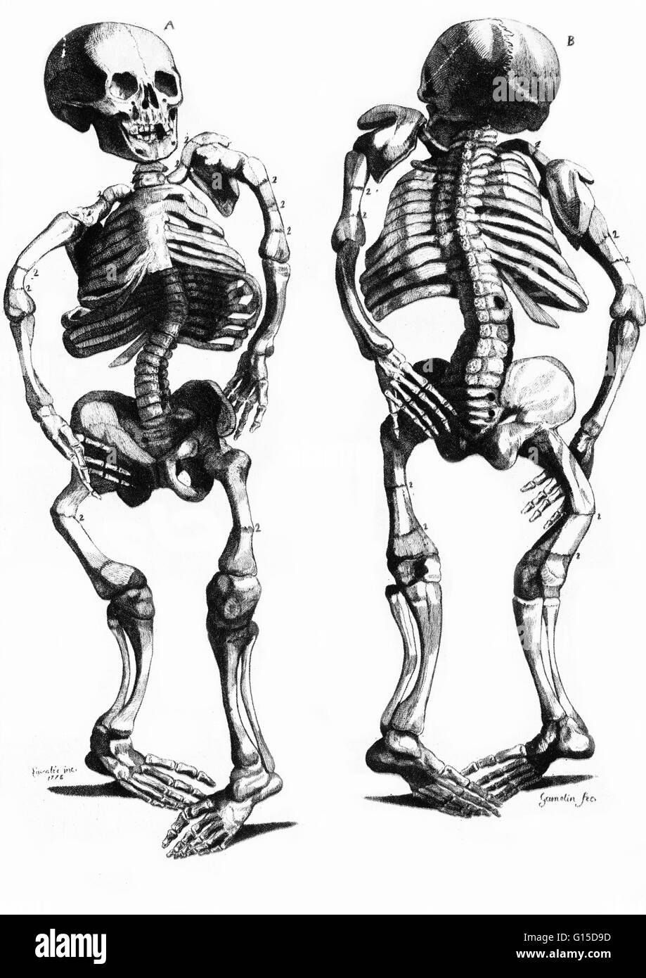 Una figura storica di scheletri di formato non valido. Foto Stock