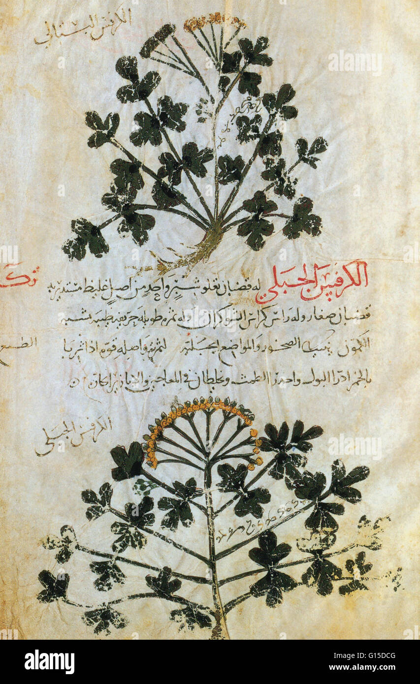 Pagina da un 1224 edizione in lingua araba del 'De Materia Medica" da parte del medico greco farmacologo e botanico Pedanius Dioscoride (40 - 90 AD). Dioscoride servito nell'esercito romano sotto l'imperatore Nerone. Come molti dei primi medici, egli dipendeva da erbe e oth Foto Stock