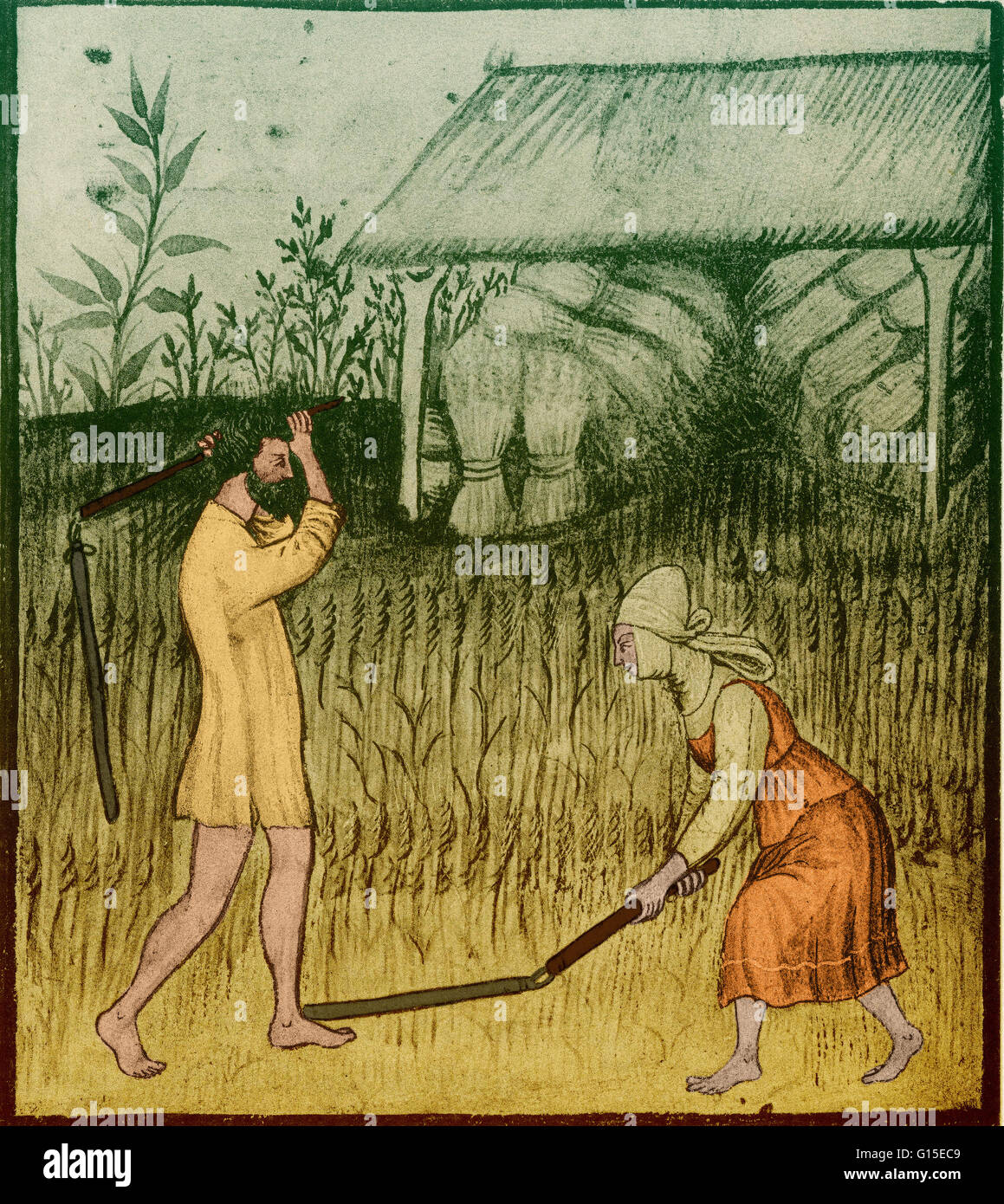 Una illustrazione di pratiche agricole nel 1400s. Foto Stock