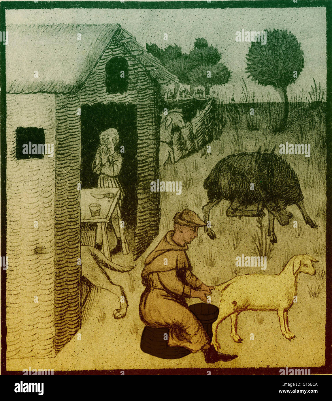 Una illustrazione di pratiche agricole nel 1400s. Foto Stock