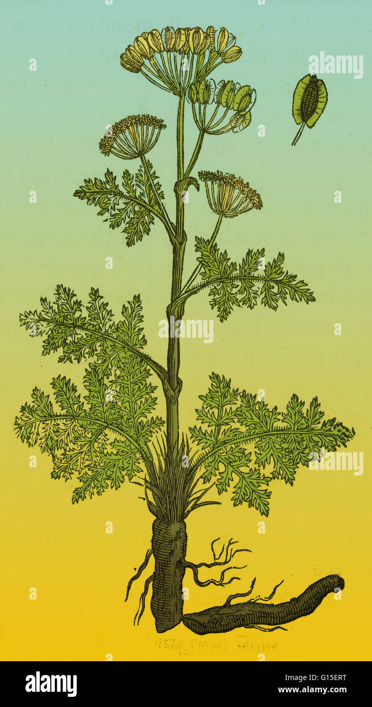 Seseli è un genere di piante erbacee perenni. Essi sono a volte woody a base con una conica taproot. Lame di balestra sono 1-3-pinnate o pinnately decompound. Sono Umbels composto, con brattee pochi o assenti. I petali sono di colore bianco o giallo e il frutto di forma ovoidale o Foto Stock Seseli è un genere di piante erbacee perenni. Essi sono a volte woody a base con una conica taproot. Lame di balestra sono 1-3-pinnate o pinnately decompound. Sono Umbels composto, con brattee pochi o assenti. I petali sono di colore bianco o giallo e il frutto di forma ovoidale o Foto Stock