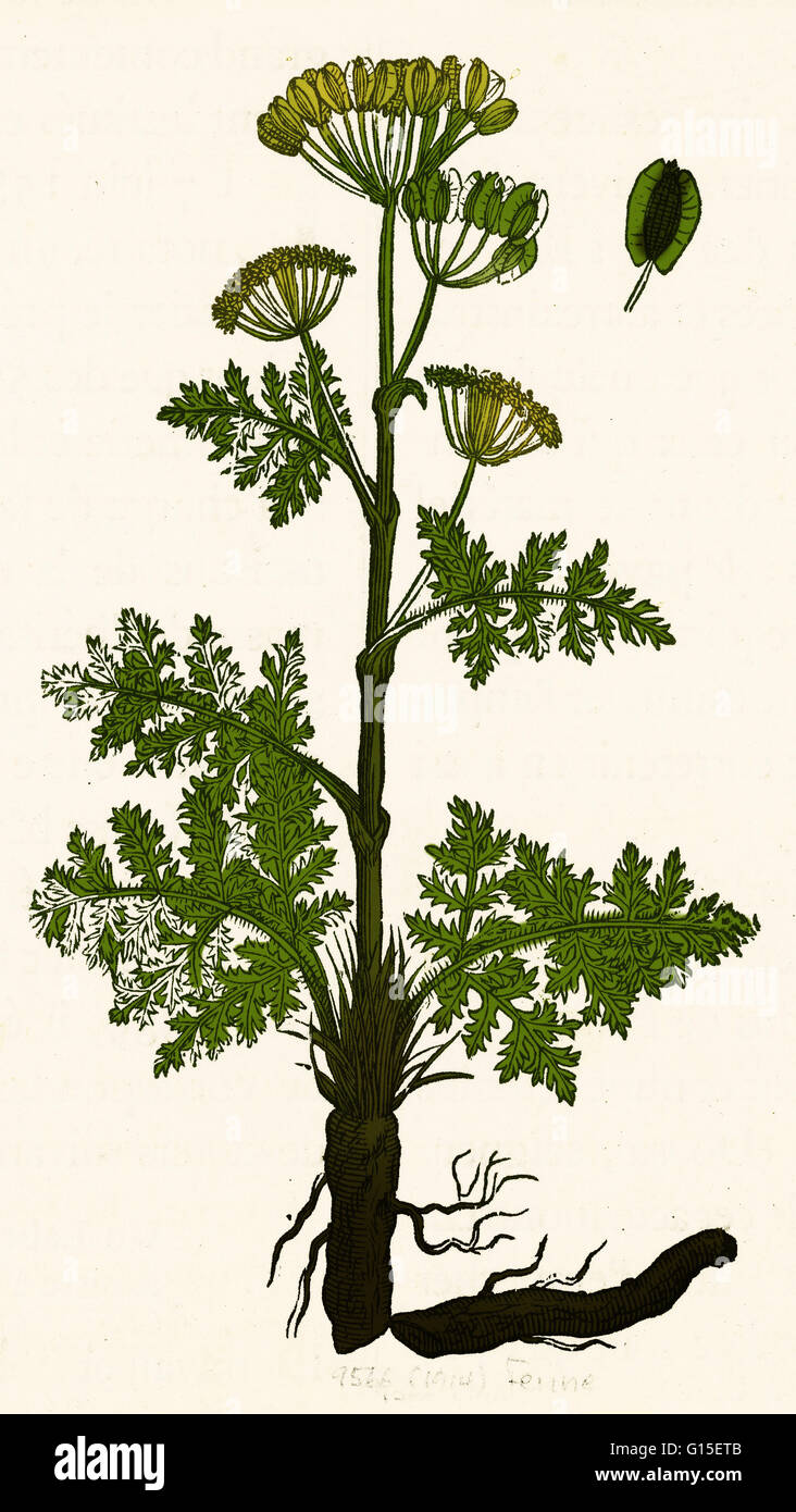 Seseli è un genere di piante erbacee perenni. Essi sono a volte woody a base con una conica taproot. Lame di balestra sono 1-3-pinnate o pinnately decompound. Sono Umbels composto, con brattee pochi o assenti. I petali sono di colore bianco o giallo e il frutto di forma ovoidale o Foto Stock Seseli è un genere di piante erbacee perenni. Essi sono a volte woody a base con una conica taproot. Lame di balestra sono 1-3-pinnate o pinnately decompound. Sono Umbels composto, con brattee pochi o assenti. I petali sono di colore bianco o giallo e il frutto di forma ovoidale o Foto Stock