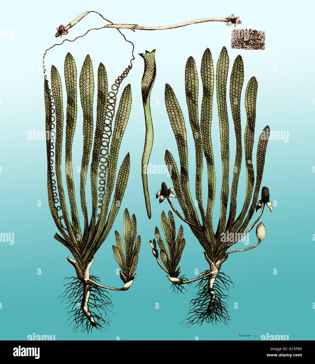 Illustrazione colorato di Vallisneria spiralis presi da Darwin a due volumi "Giardino Botanico" del 1789. Foto Stock