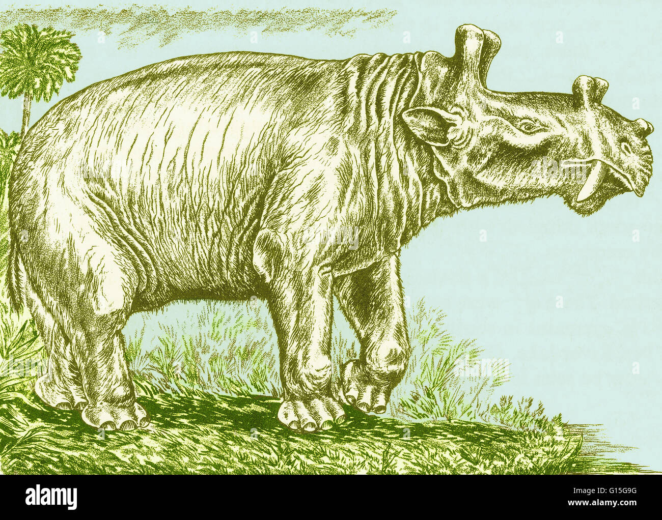 Un'illustrazione dell'estinto mammifero dinocerate Eobasileus cornutus 'incoronato Dawn-King,' dal medio al tardo Eocene. Eobasileus era di 4 metri (13 ft) di lunghezza e si fermò 2,1 M (6.9 ft) di altezza e aveva tre corna smussato. Foto Stock