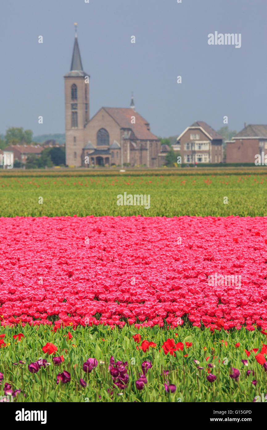 Campi di Tulipani colore il paesaggio e il telaio il villaggio in background, parco Keukenhof Lisse, South Holland, Paesi Bassi Foto Stock