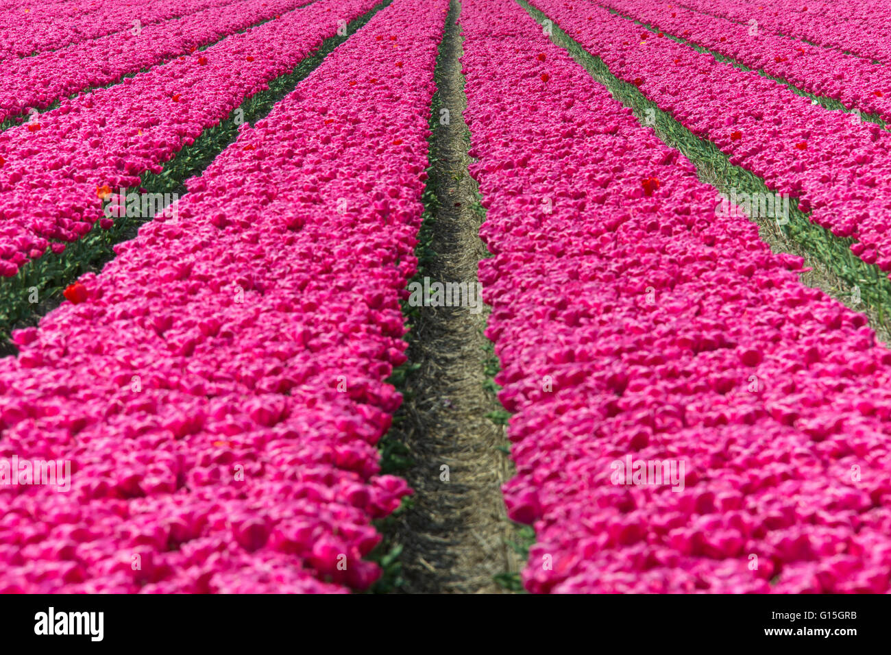 Il colorato paesaggio di primavera i campi di tulipani, parco Keukenhof Lisse, South Holland, Paesi Bassi, Europa Foto Stock
