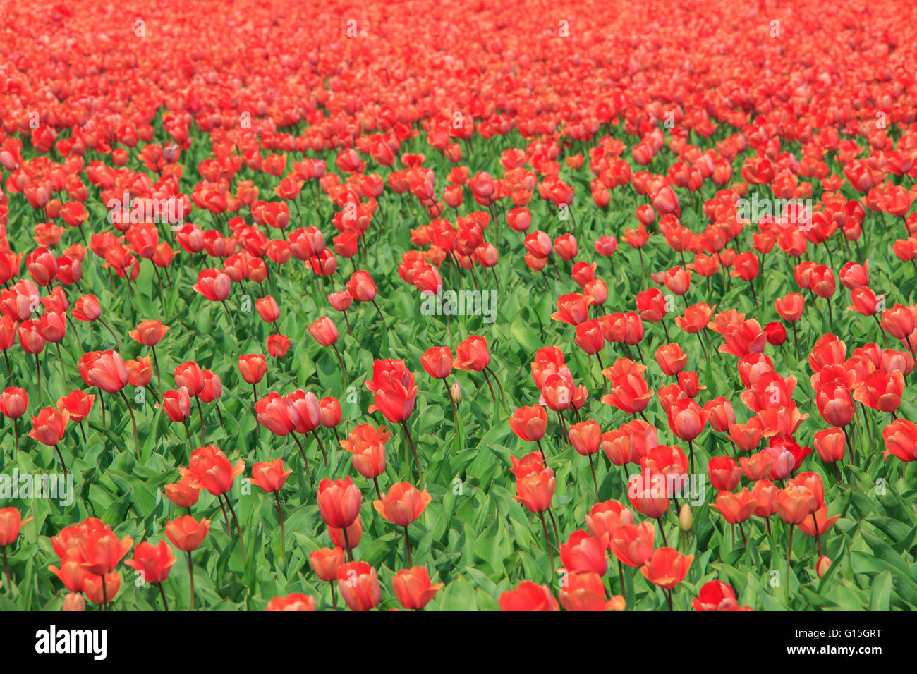 Tulipani rosso e verde erba colore il paesaggio in primavera, parco Keukenhof Lisse, South Holland, Paesi Bassi, Europa Foto Stock