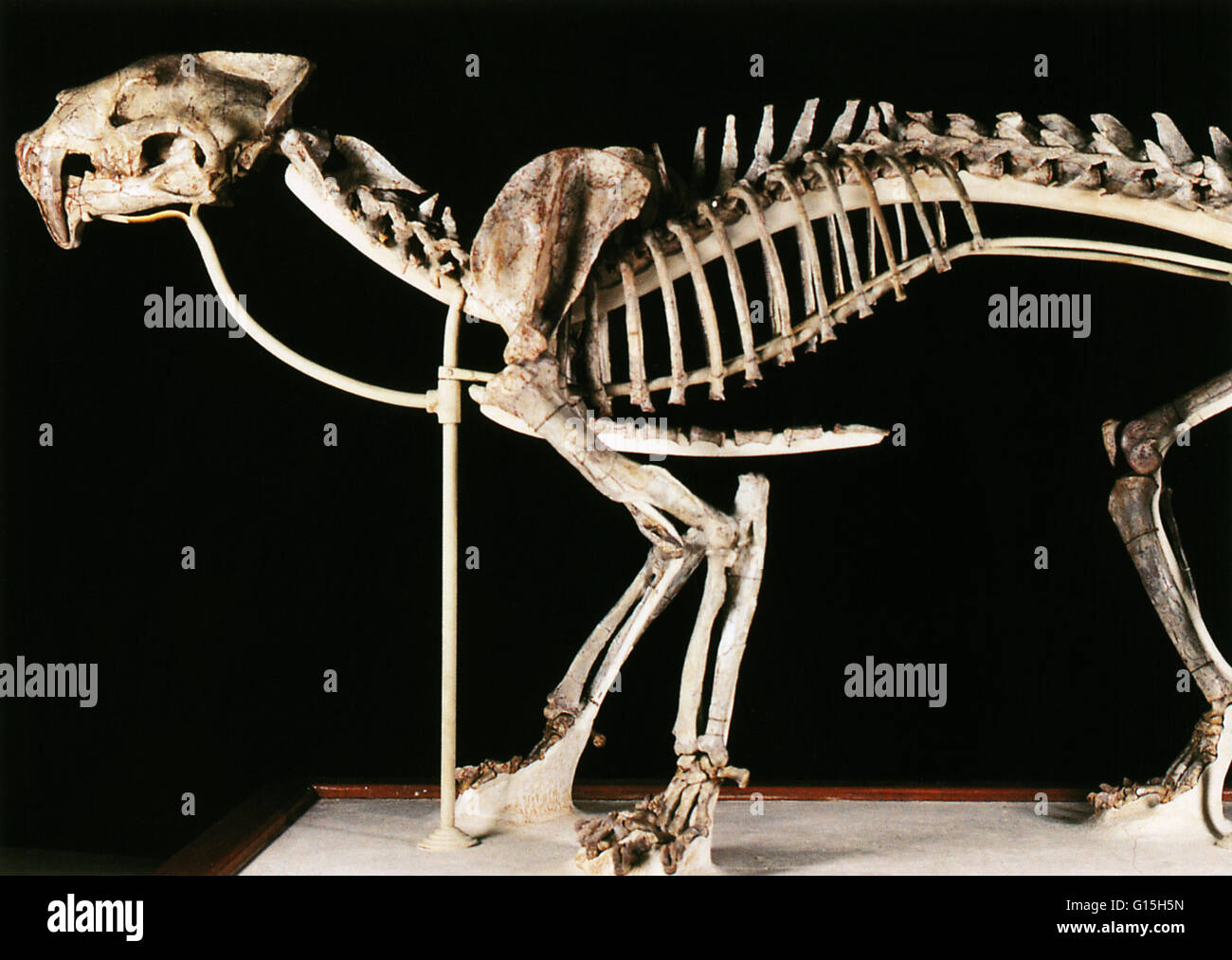 Hoplophoneus primaevus, una prima forma di saber-mammifero dentata relative alla vera gatti, ma appartenente ad una diversa famiglia, Nimravidae. Il Oligocene (ca. 30 milioni di anni). Dakota del Sud. Foto Stock