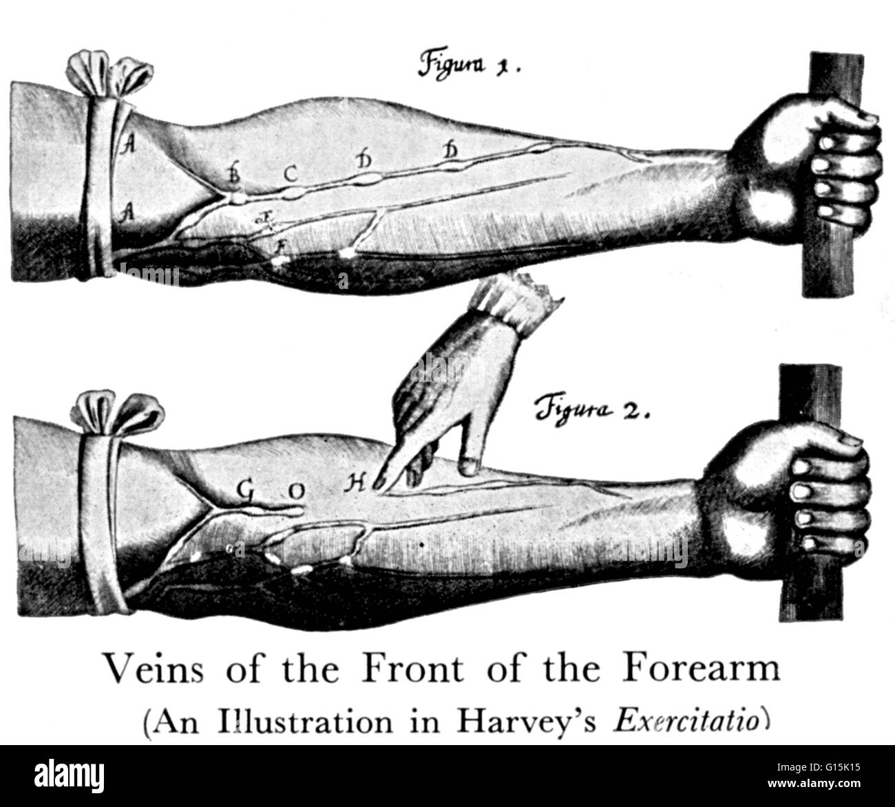 William Harvey (Aprile 11, 1578 - 3 giugno 1657) era un medico inglese. Harvey è stata la prima persona a stabilire con precisione come il cuore fatto circolare il sangue in tutto corpi umani e animali e fu anche il primo a posit la teoria che gli esseri umani e gli altri Foto Stock