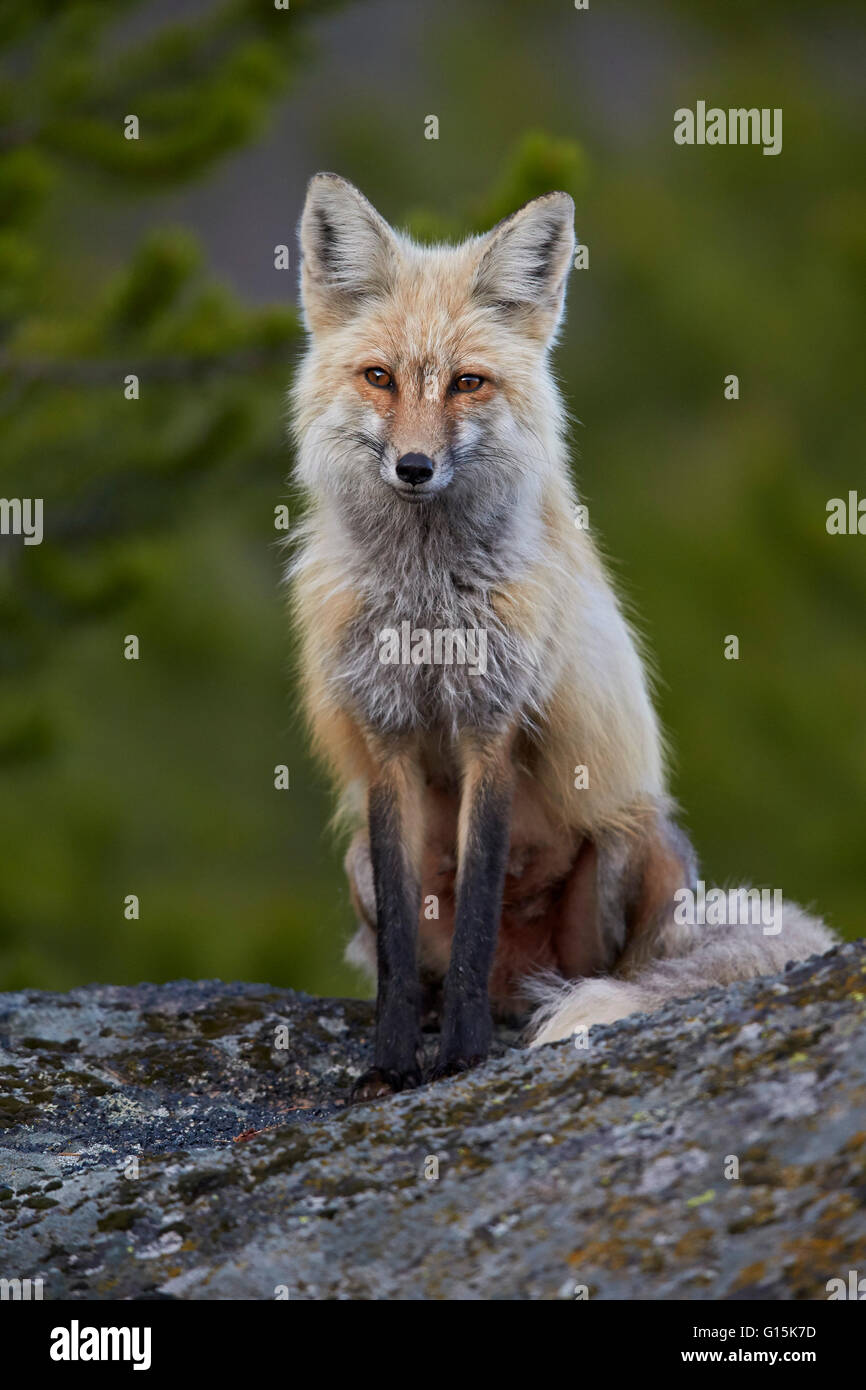 Red Fox (Vulpes vulpes vulpes vulpes o fulva), il Parco Nazionale di Yellowstone, Wyoming negli Stati Uniti d'America, America del Nord Foto Stock