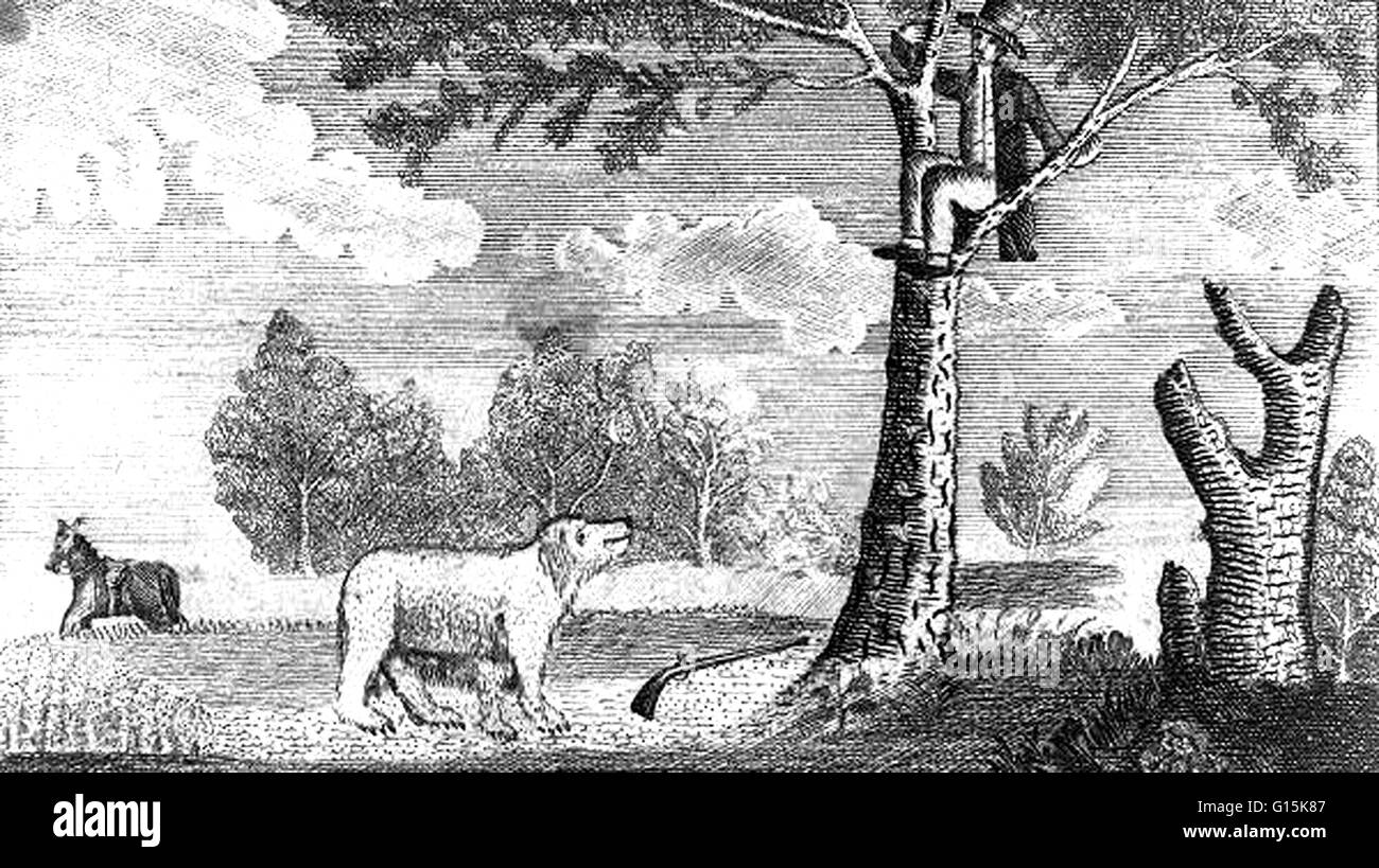 Attacco diritto: un americano di aver colpito un orso ma non lo uccise, sfugge in un albero. Il Lewis e Clark Expedition, o 'corpo della scoperta Expedition' (1804-1806) è stata la prima spedizione transcontinentale per la costa del Pacifico da parte degli Stati Uniti. Foto Stock