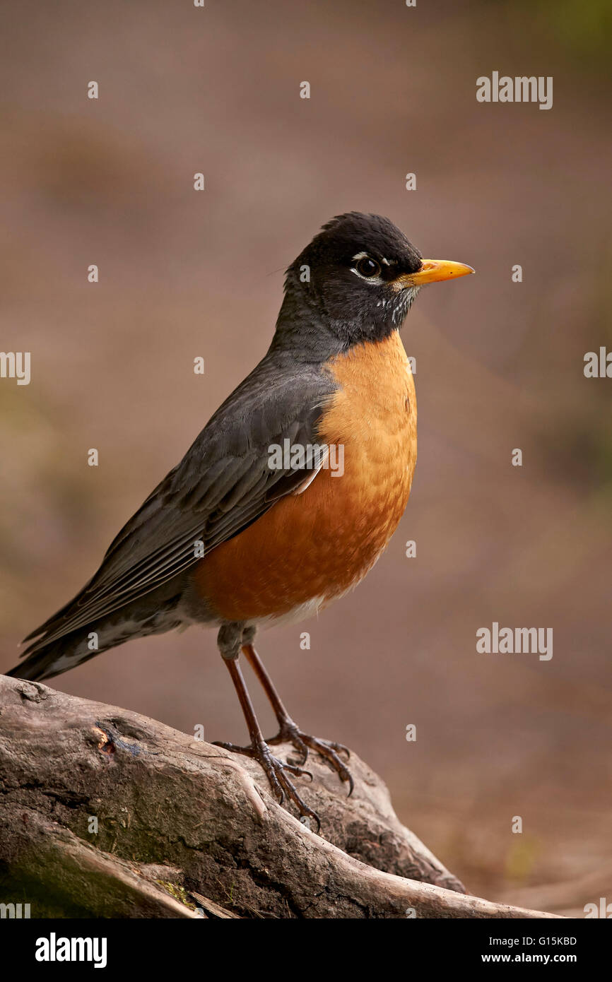 American Robin (Turdus migratorius), il Parco Nazionale di Yellowstone, Wyoming negli Stati Uniti d'America, America del Nord Foto Stock