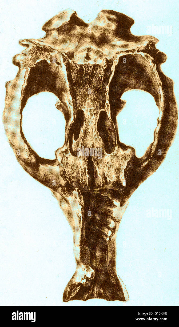 Colore immagine migliorata di un cranio Toxodon. Toxodon è un mammifero estinto del tardo Pliocene e Pleistocene epoche circa 2,6 milioni a 16.500 anni fa, indigeni in Sud America è stata probabilmente la più comune di grandi mammiferi ungulati in Sud America a th Foto Stock