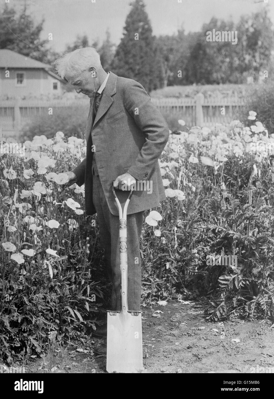 Luther Burbank (7 marzo 1849 - 11 Aprile 1926) era un botanico americano, agronomo ed un pioniere in scienze agricole. Egli ha sviluppato più di 800 ceppi e varietà di piante sopra i suoi 55 anni di carriera. Burbank e variata creazioni inclusa frutta, Foto Stock