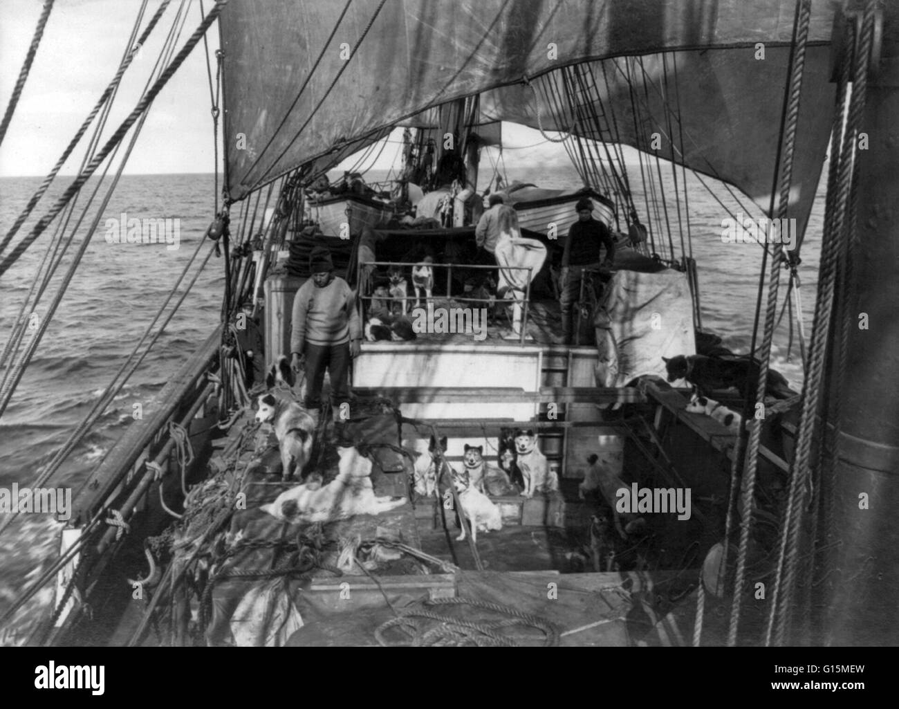 Stampare dal titolo: "i cani a led sul ponte della Terra Nova, 1910." La Terra Nova (latino per Terranova) è stato costruito nel 1884 per la caccia alle balene a fini di Dundee e flotta di tenuta. Ha lavorato per dieci anni nella guarnizione annuale attività di pesca nel Mare del Labrador, dimostrando il proprio valore Foto Stock