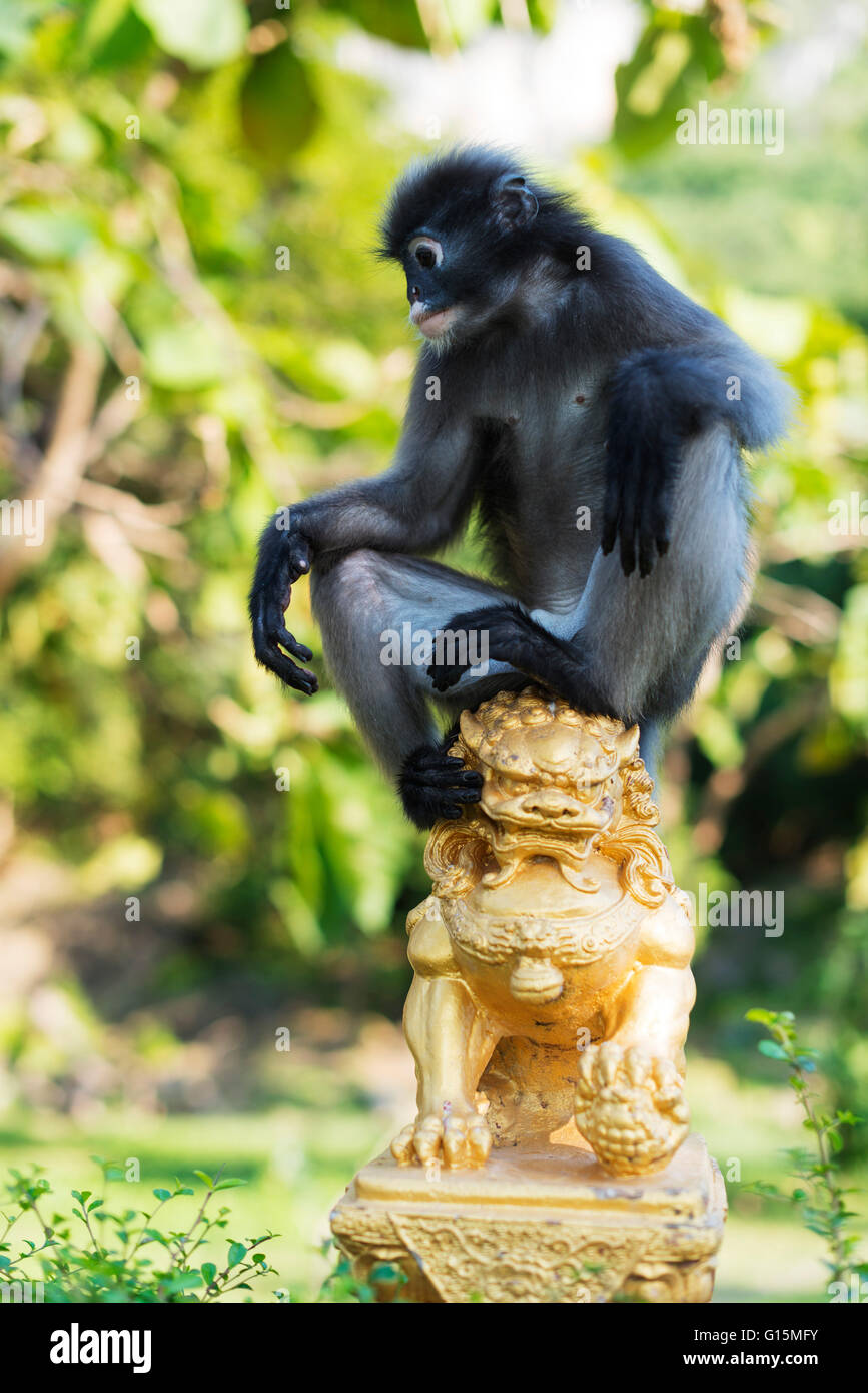 Dusky langur monkey (Trachypithecus obscurus), Prachuap Kiri Khan, Thailandia, Sud-est asiatico, in Asia Foto Stock
