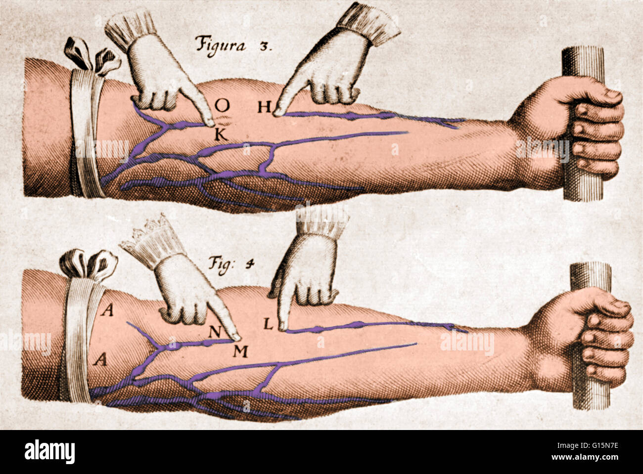 Una illustrazione storico da 'sul movimento del cuore e del sangue negli animali' (1628) dal medico inglese William Harvey (1578-1637). Questa immagine mostra le vene di un braccio con un laccio emostatico su di esso, che illustra il modo in cui le valvole nelle vene il controllo Foto Stock