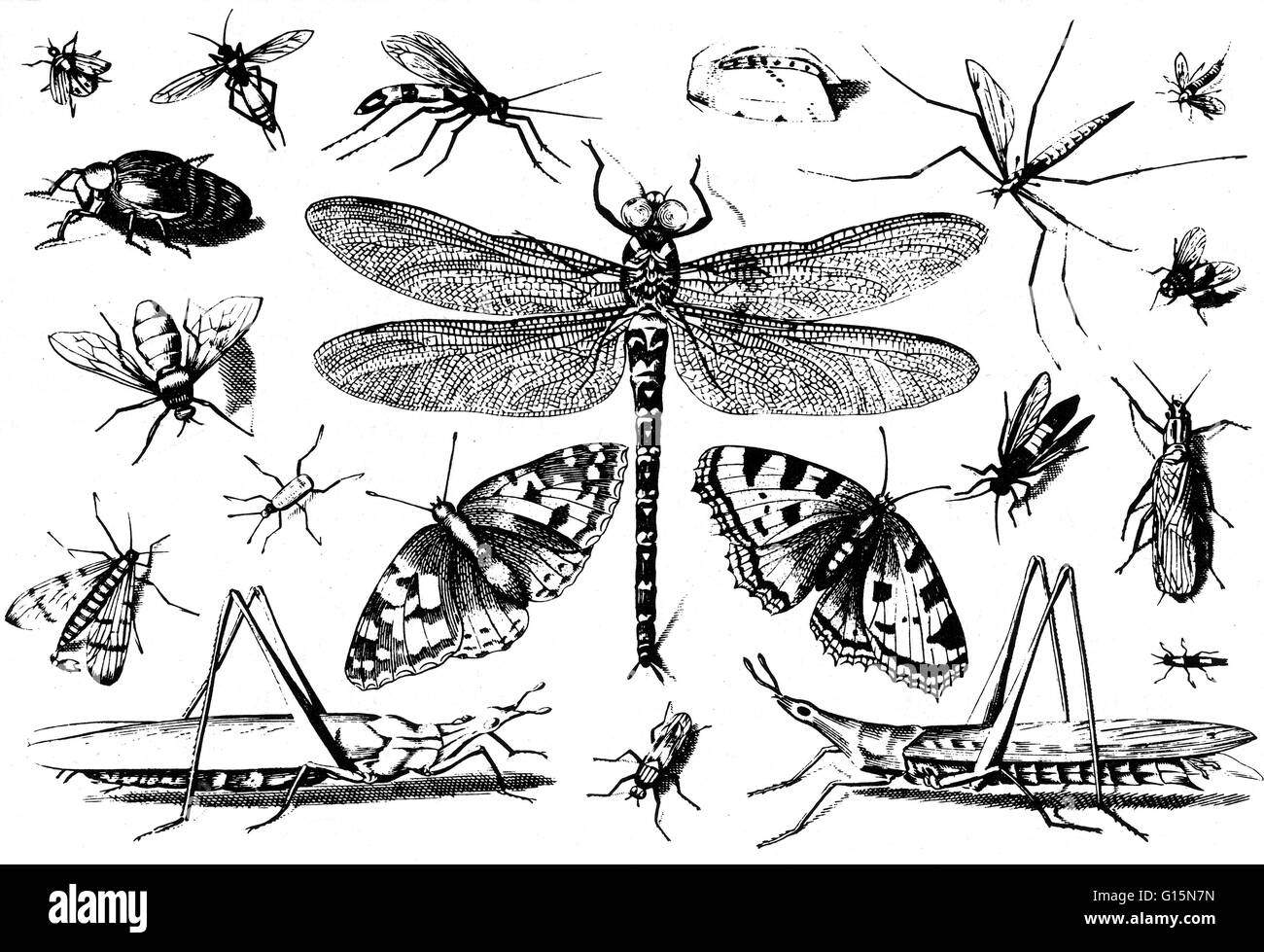 Gli insetti. Jacob Hoefnagel incisione da George Hoefnagel Archetypa del 1630. Gli insetti sono una classe di invertebrati entro il phylum artropodi che hanno un esoscheletro chitinous, una tre-parte corpo (testa, torace e addome), tre coppie di gambe snodate, compo Foto Stock