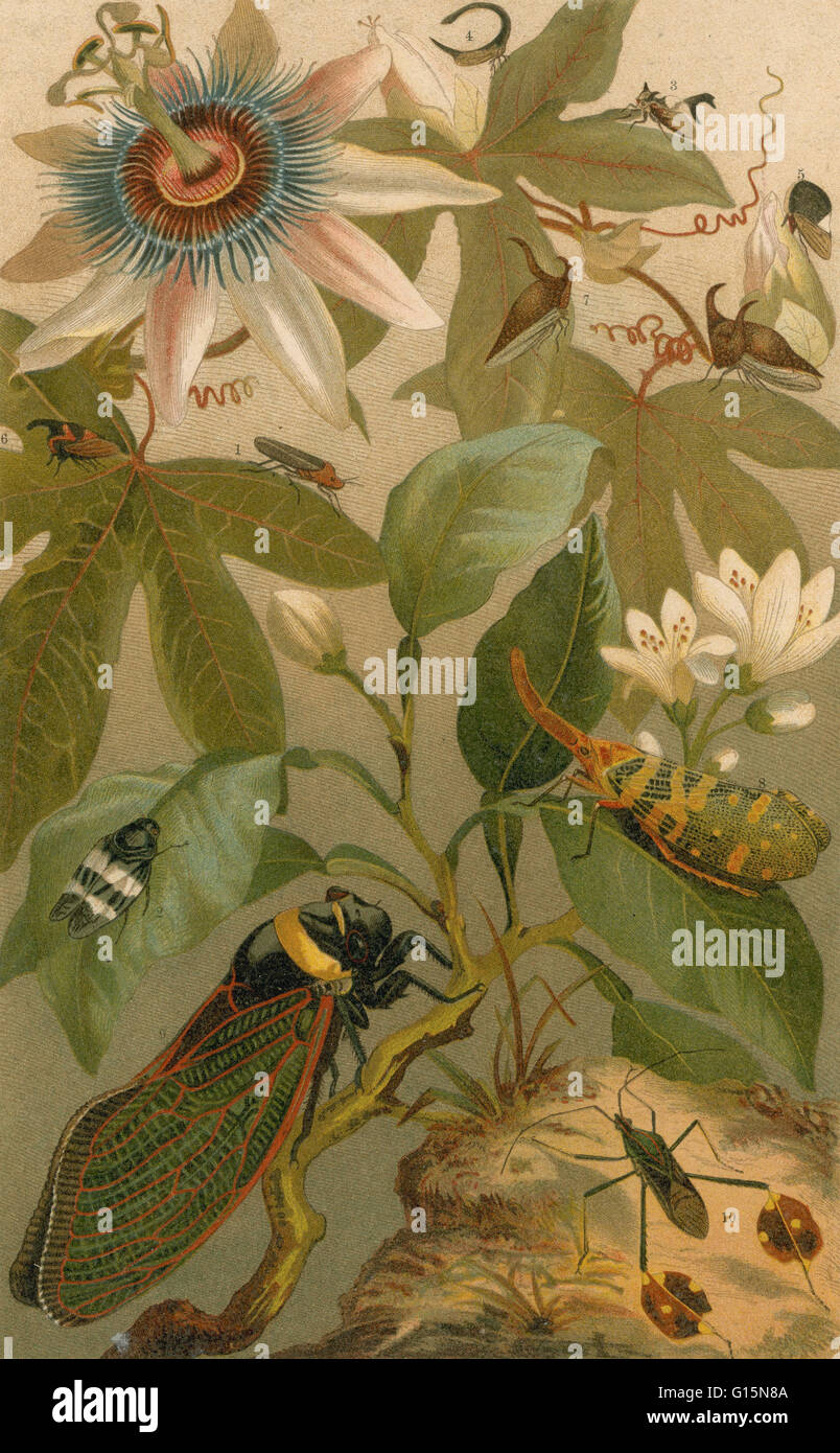 Chromolithograph di Clematis, Cicala & coleotteri da Friedrich Kuhnert che è comparso in Meyers Konversationslexikon, 1894 edition. Gli insetti sono una classe di invertebrati entro il phylum artropodi che hanno un esoscheletro chitinous, una tre-corpo di pezzo (testa, th Foto Stock