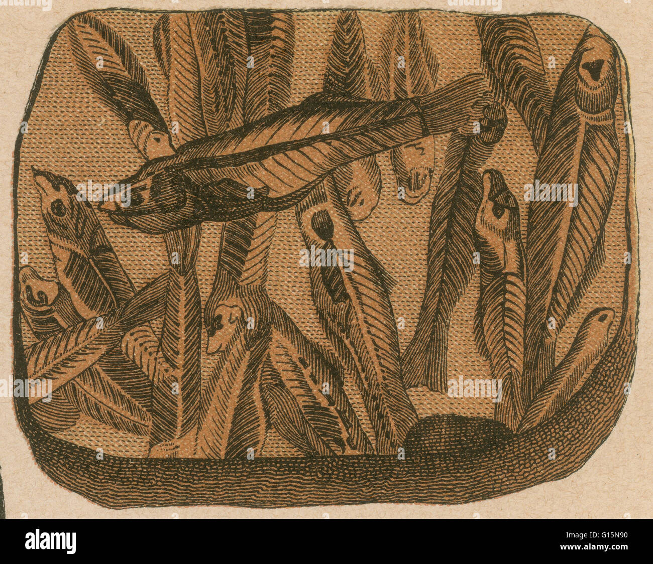 Pesce preistorico, Lebias cephalotes. Litografia di stampa da una rara opera di G.H.Schubert intitolato, illustrata la geologia e paleontologia, 1886. Questa serie è stata pubblicata dal 1896 ed è un grande lavoro sui fossili di dinosauro. Foto Stock