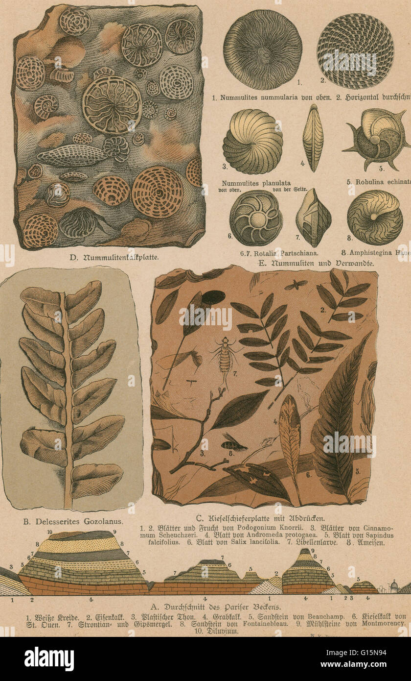 Litografia di stampa da una rara opera di G.H.Schubert intitolato, illustrata la geologia e paleontologia, 1886. Questa serie è stata pubblicata dal 1896 ed è un grande lavoro sui fossili di dinosauro. Foto Stock