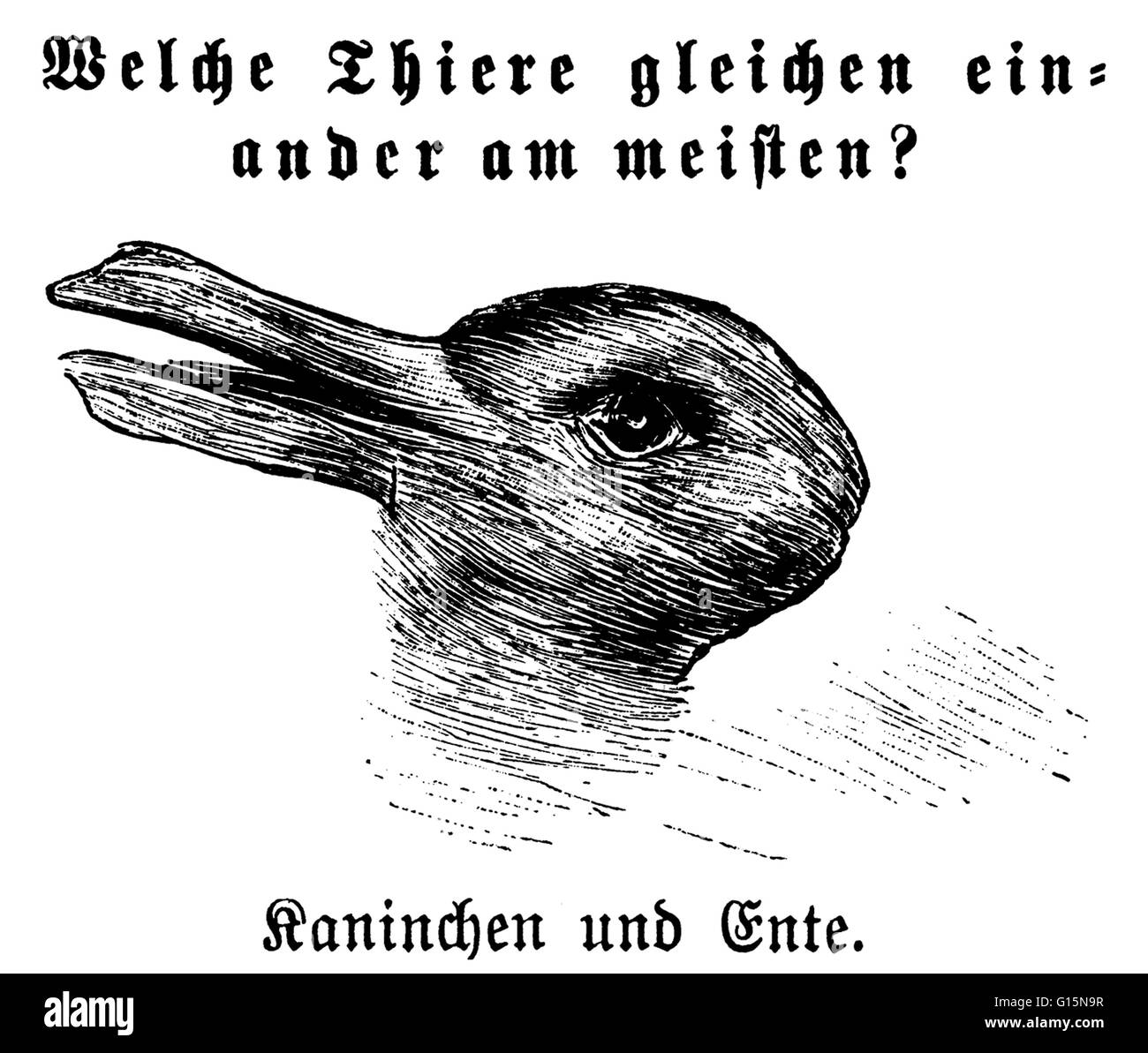 Titolo: "Welche Thiere gleichen einander am meisten? '(I quali gli animali sono la maggior parte come ogni altro?), con 'Kaninchen und ente " (coniglio e anatra) scritto sotto. Il coniglio-duck illusione è un modo ambiguo di immagine in cui un coniglio o un anatra può essere vedere Foto Stock