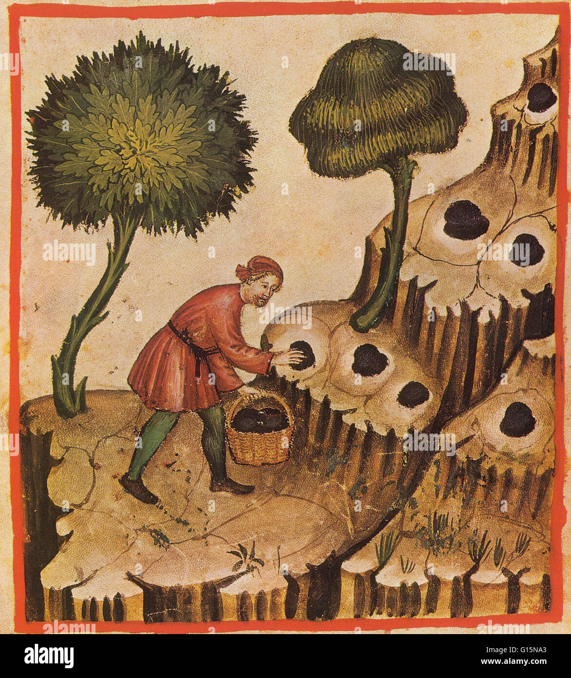 Illustrazione della caccia al tartufo dal Taqwim al-Sihhah, una Dissertazione medica, scritto nel XI secolo da Ibn Butlan da Baghdad, basata sui quattro umori. I quattro umori erano bile nera, giallo bile, la flemma e sangue. Greci e Romani e il la Foto Stock