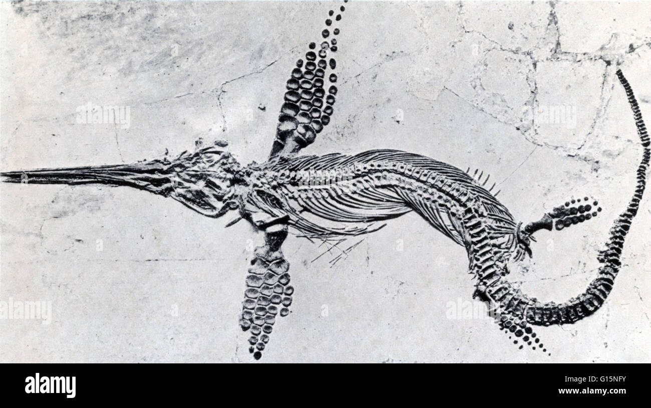 Ichthyosaurs gigante erano rettili marini che somigliava delfini in un classico esempio di evoluzione convergente. Hanno prosperato durante gran parte dell'era Mesozoica. Durante il Triassico medio, essi si sono evoluti da non ancora identificato rettili terrestri che spostato b Foto Stock