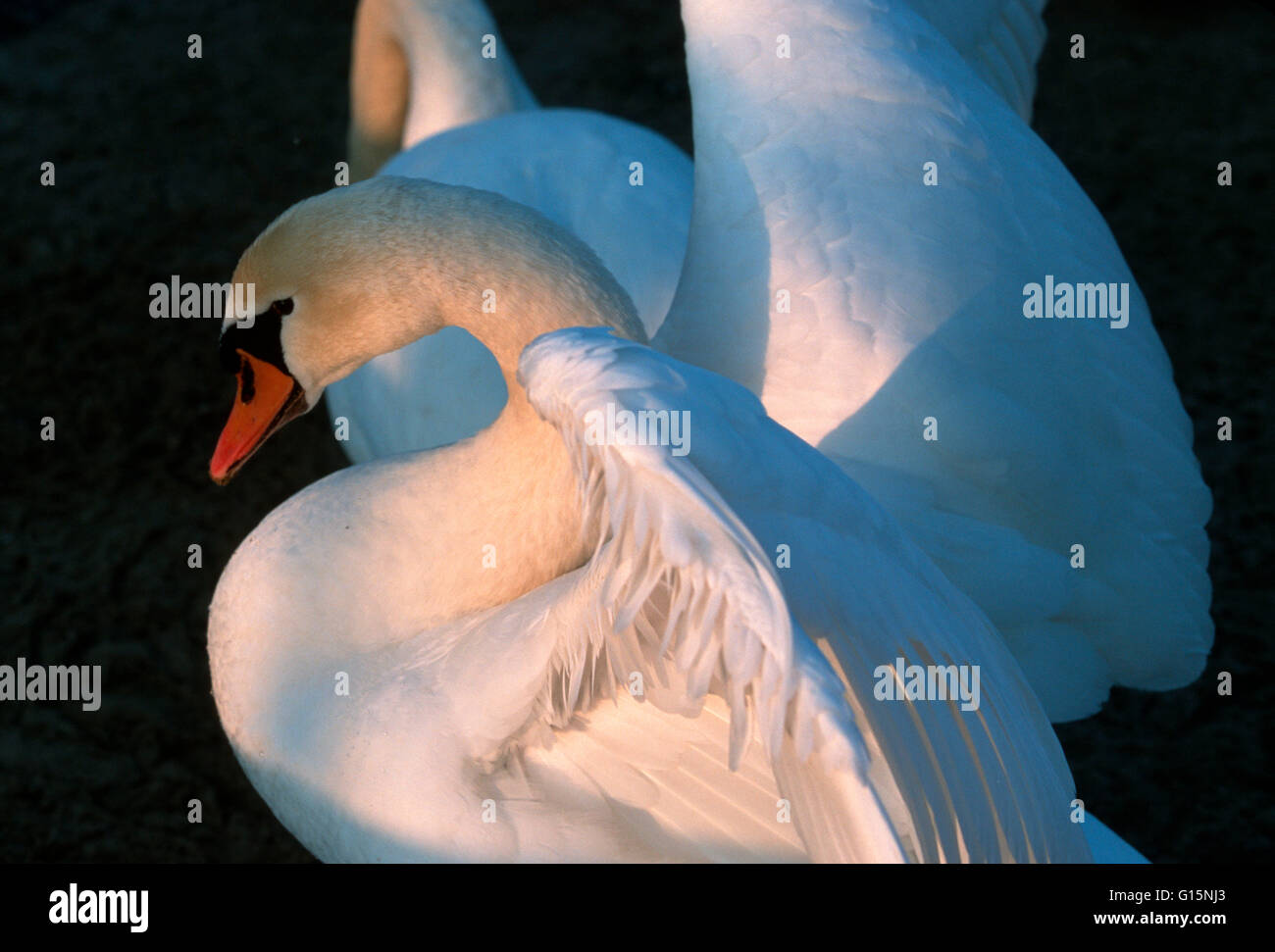 DEU, Germania, cigno (lat. Cygnus olor) DEU, Deutschland, Hoeckerschwan (lat. Cygnus olor) Foto Stock