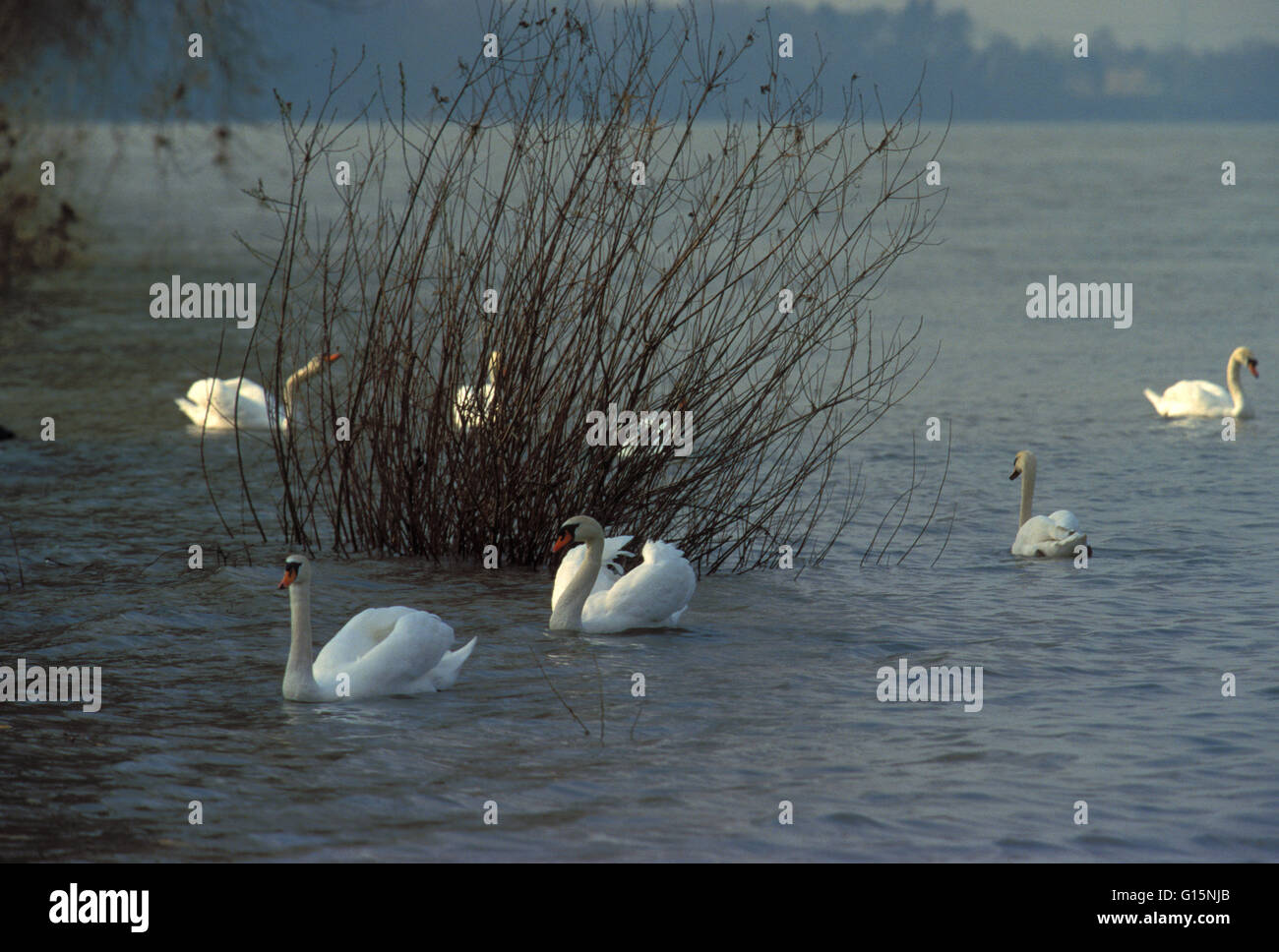 DEU, Germania, cigni (lat. Cygnus olor) DEU, Deutschland, Hoeckerschwaene (lat. Cygnus olor) Foto Stock