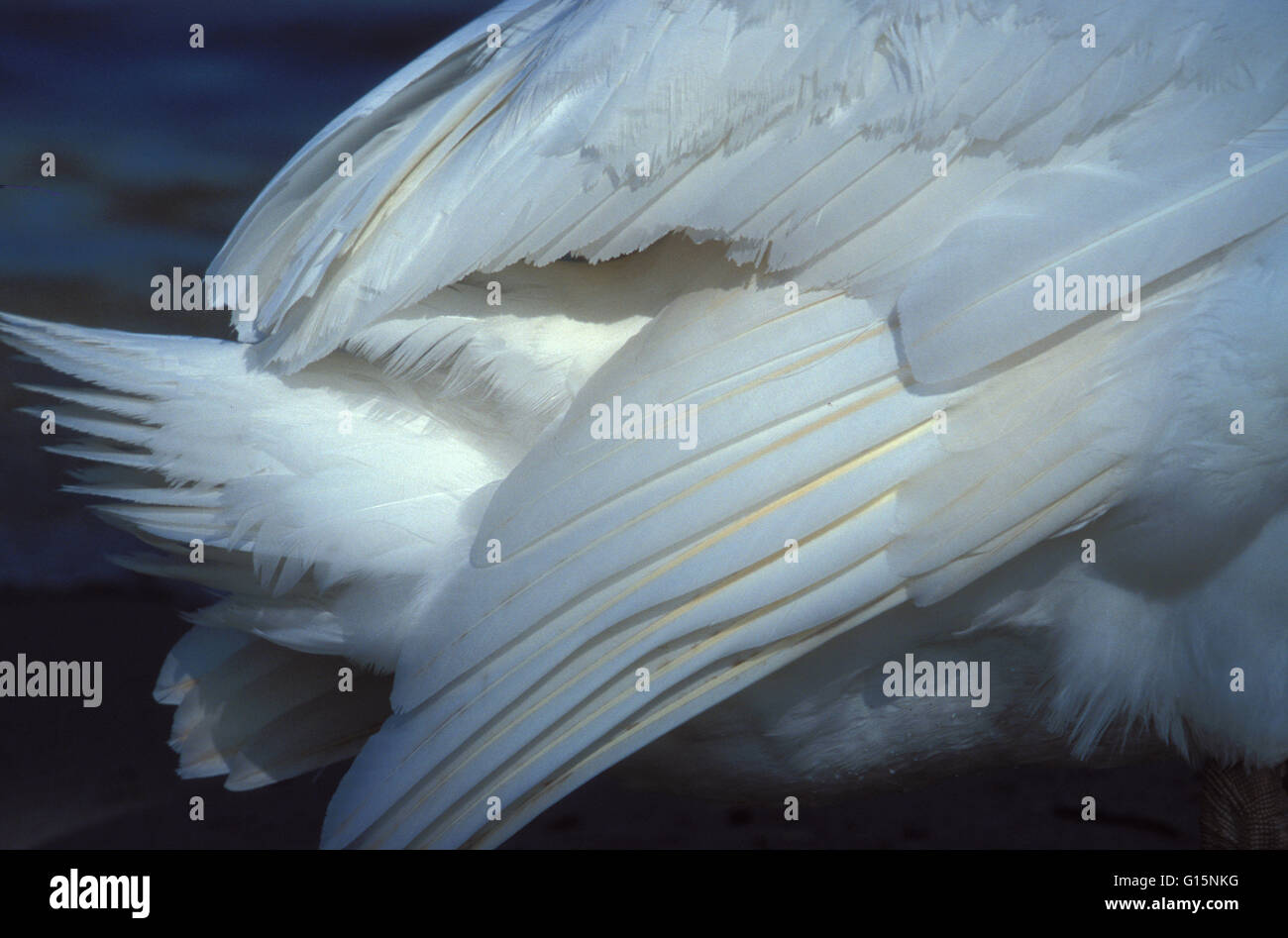 DEU, Germania, piumaggio di un cigno (lat. Cygnus olor) DEU, Deutschland, Gefieder eines Hoeckerschwans (lat. Cygnus olor) Foto Stock