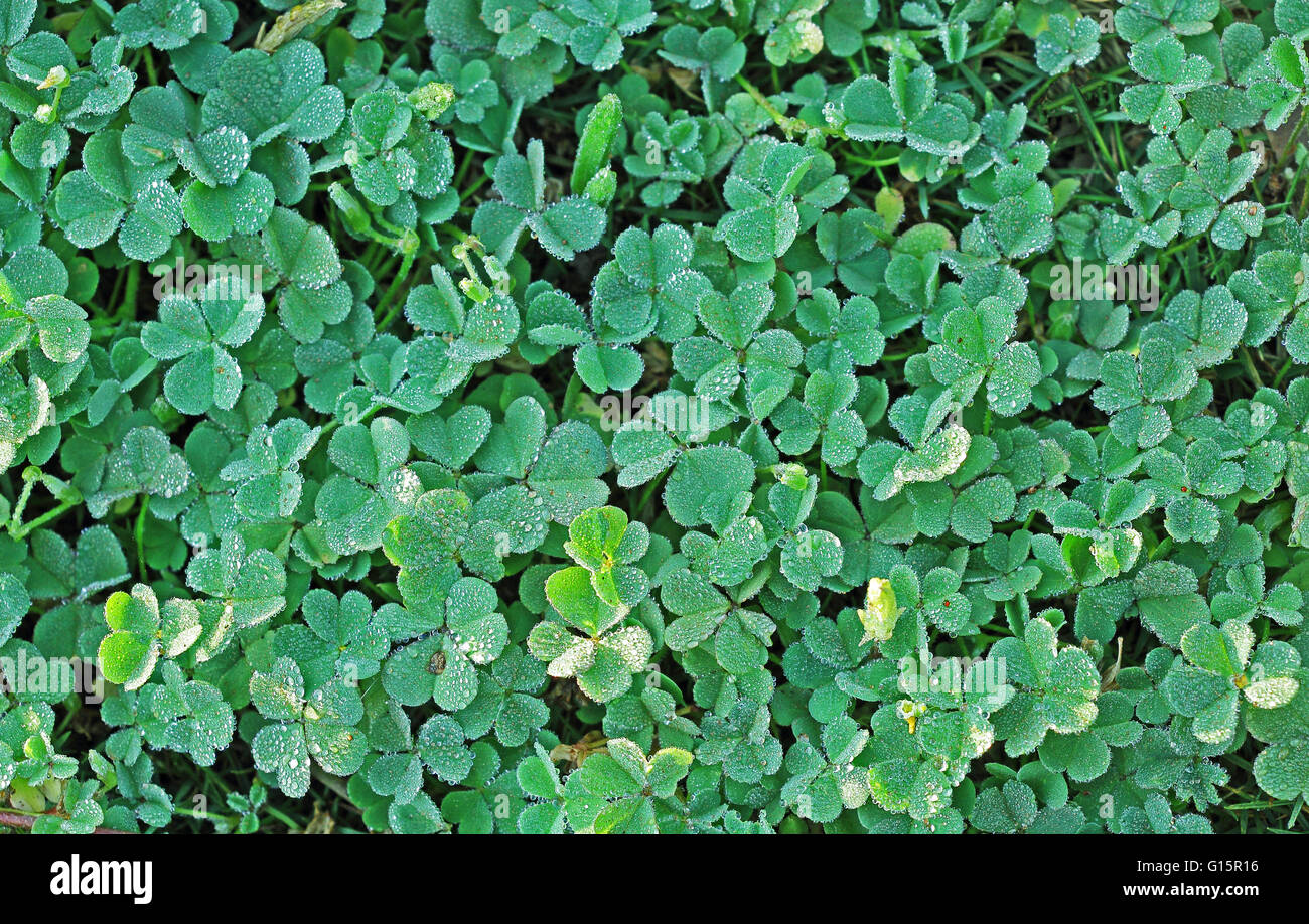 Sfondo di gocce di rugiada coperto prato Foto Stock