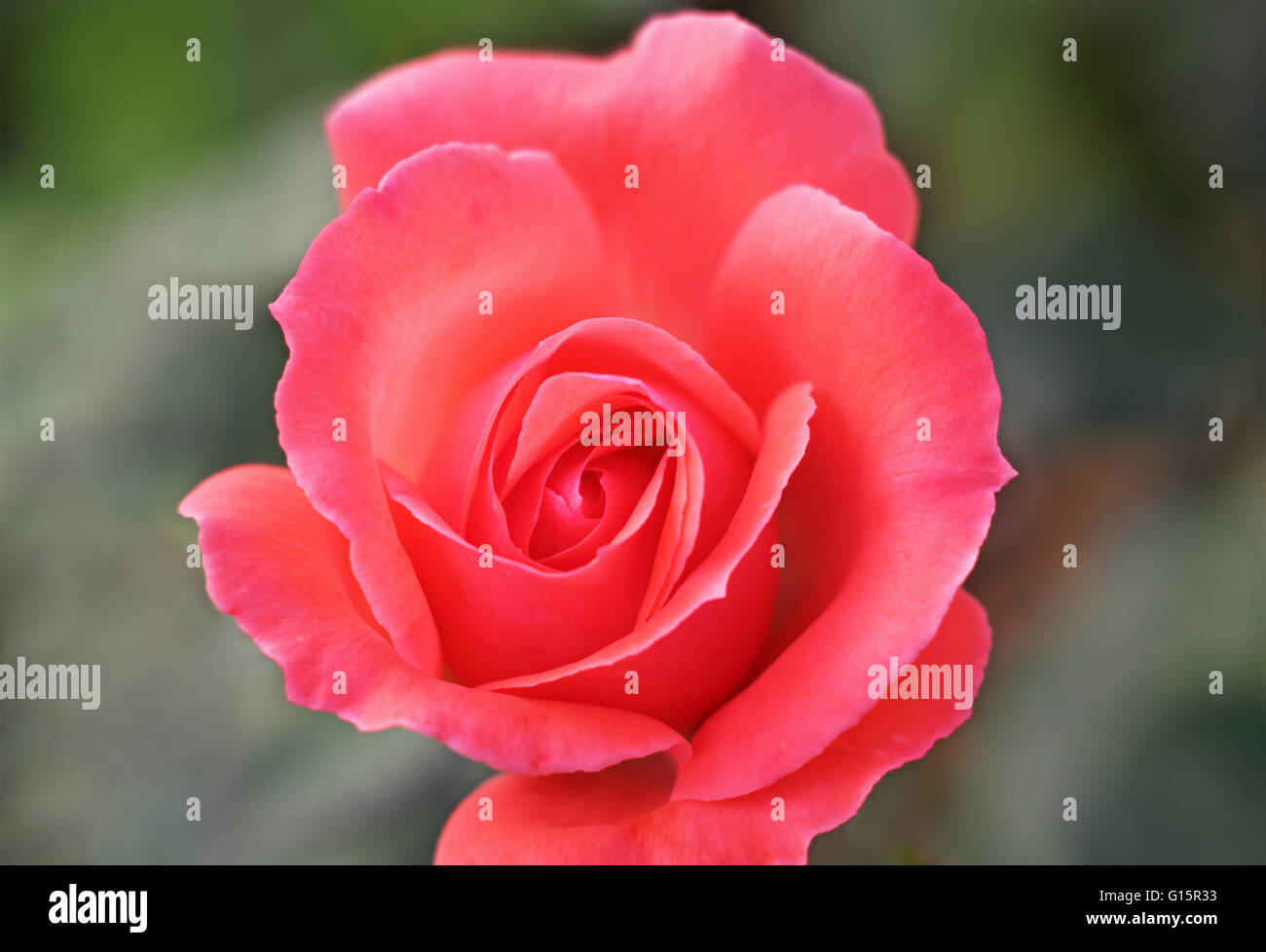 In prossimità di una vibrante rosa rosa Foto Stock