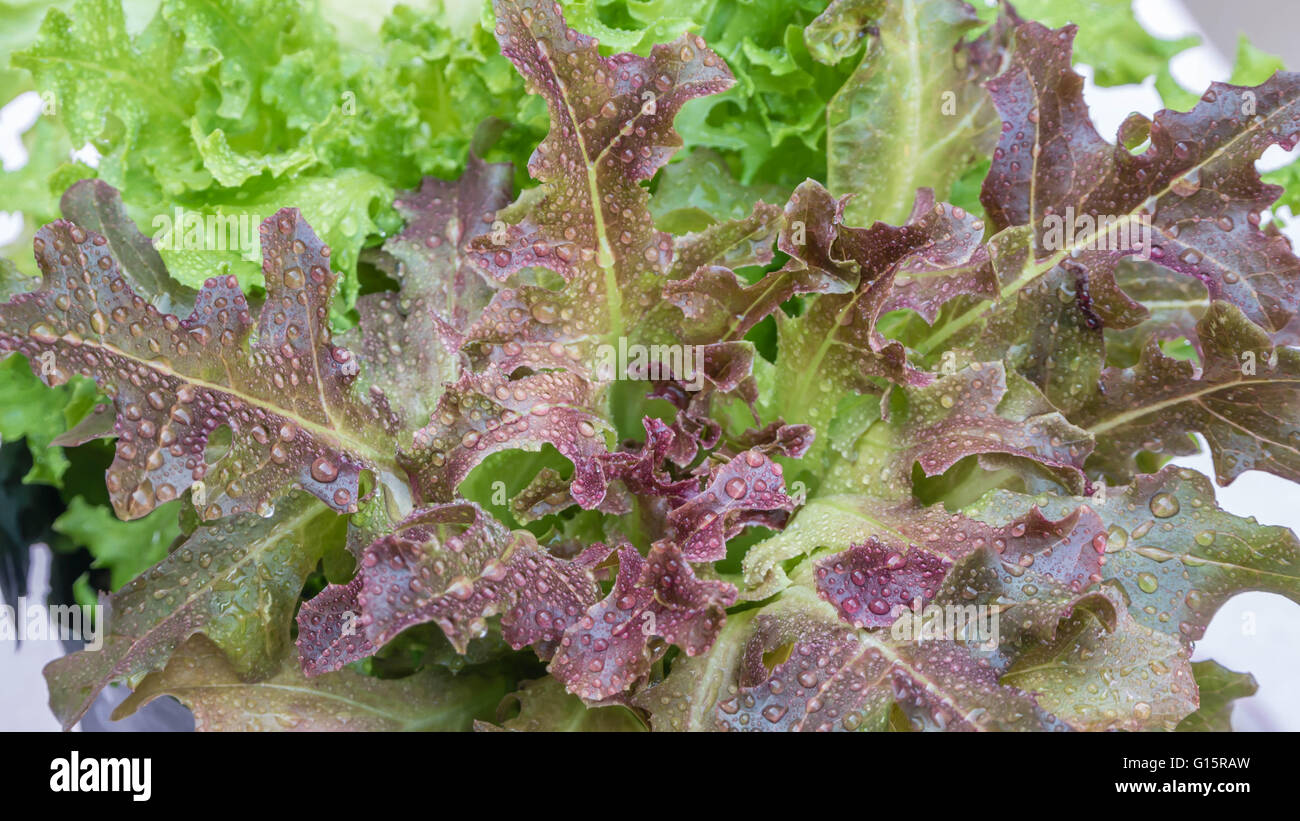 Close up quercia verde lattuga e quercia rossa lattuga. hydroponics farm vegetale Foto Stock