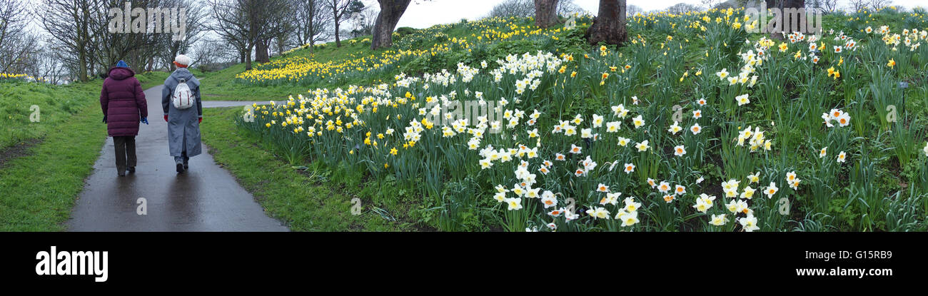 Due donne a camminare a fianco di giunchiglie in Lodge motivi, North Berwick Foto Stock