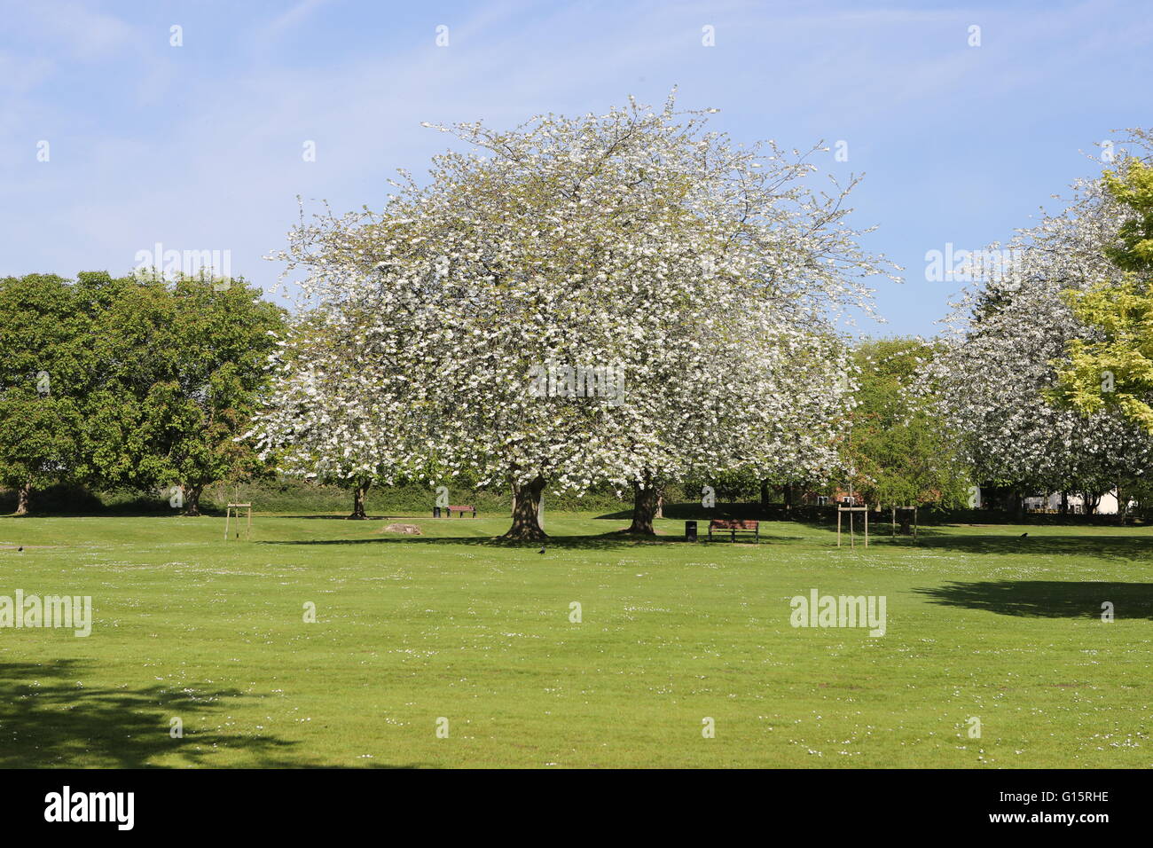 Ciliegio in fiore parco bourne lincs UK Foto Stock