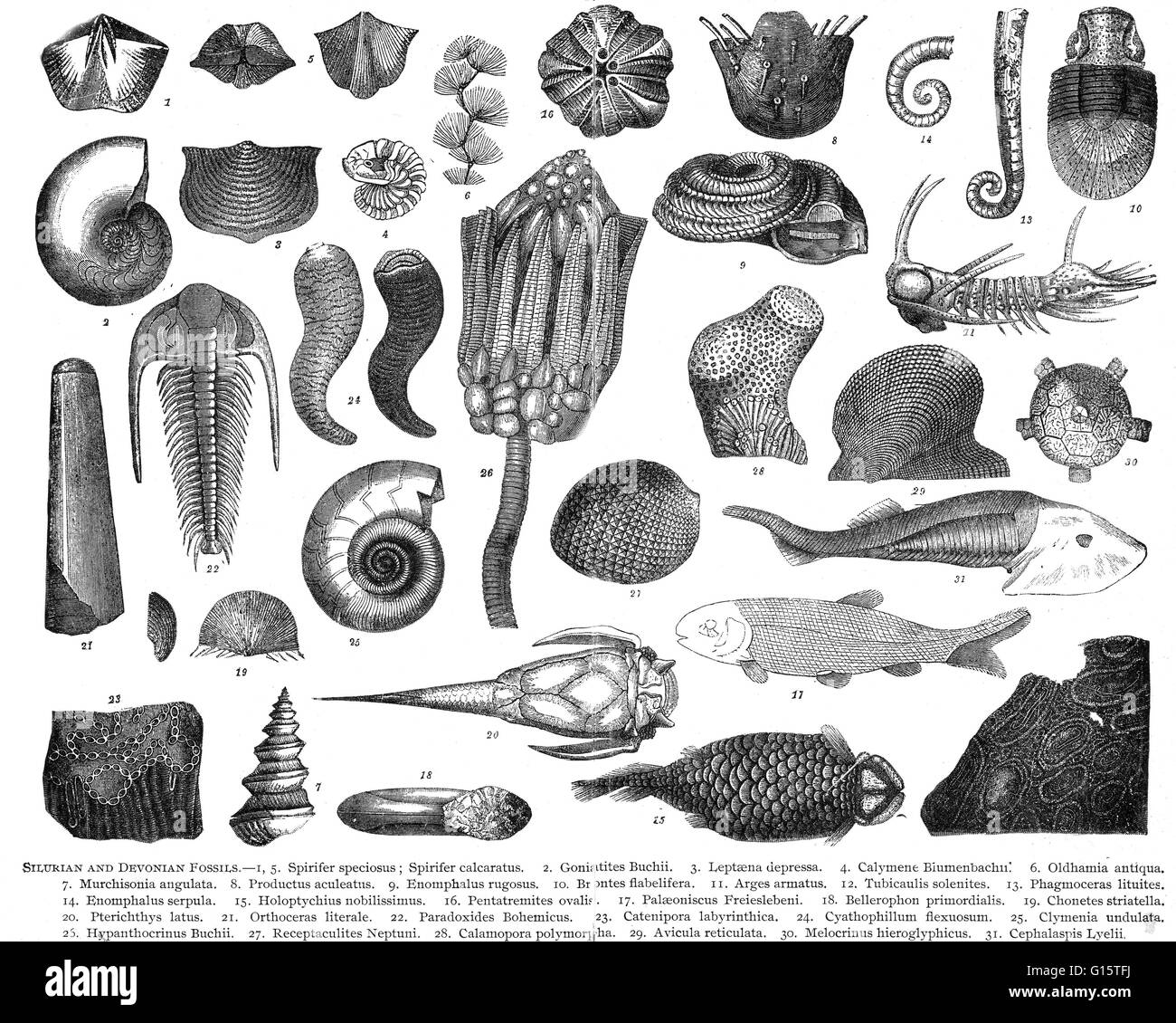 Il Silurian è un periodo geologico e il sistema che si estende a partire dalla fine del periodo di Ordovician (440 milioni di anni fa), all'inizio del periodo Devoniano. Una significativa pietra miliare evolutivo durante il Silurian era l'aspetto di ganasce ossea e Foto Stock