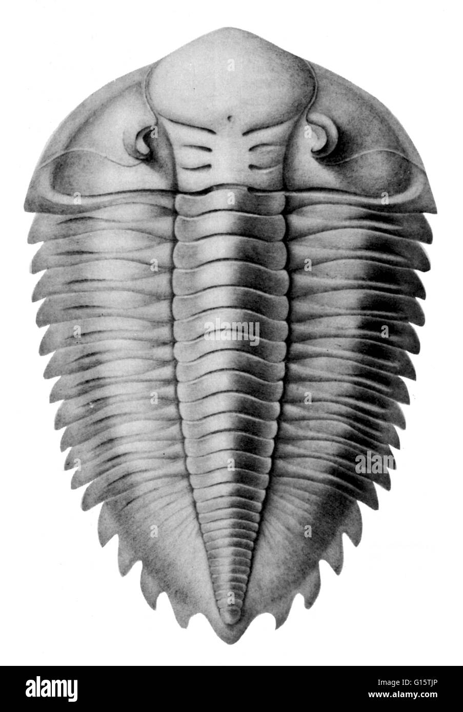 Un trilobata è un estinto, piccoli artropodi del subphylum Trilobita che visse durante il paleozoico Ser e sono estremamente comuni come fossili. Trilobiti aveva un duro rivestimento esterno suddiviso in tre nel senso della lunghezza e della larghezza di tre sezioni (exosk segmentata Foto Stock