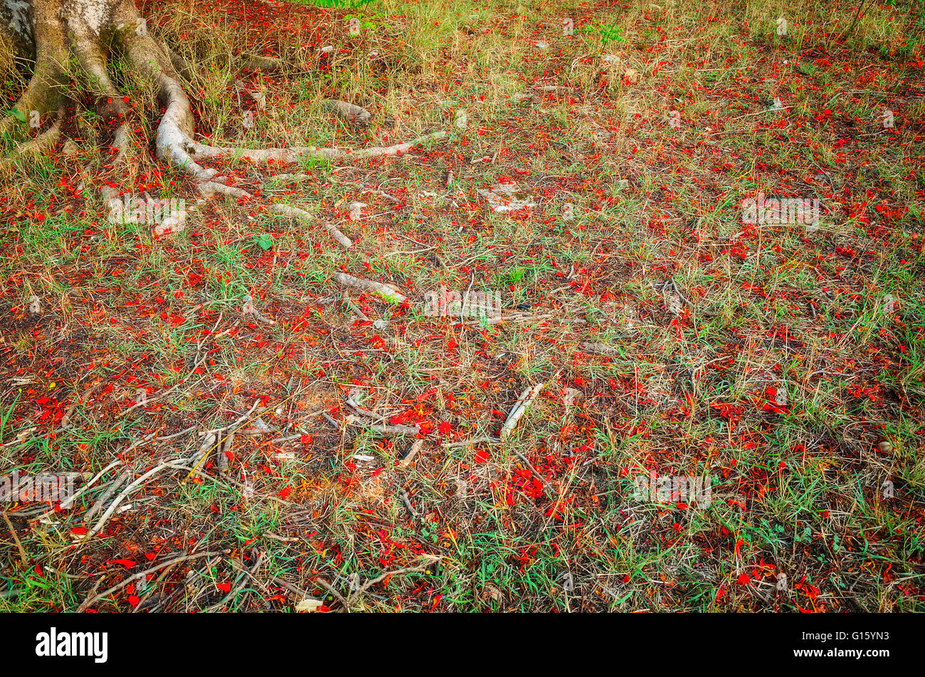 Root e fiori caduti sotto un albero Gulmoher, molla, durante la stagione estiva Foto Stock