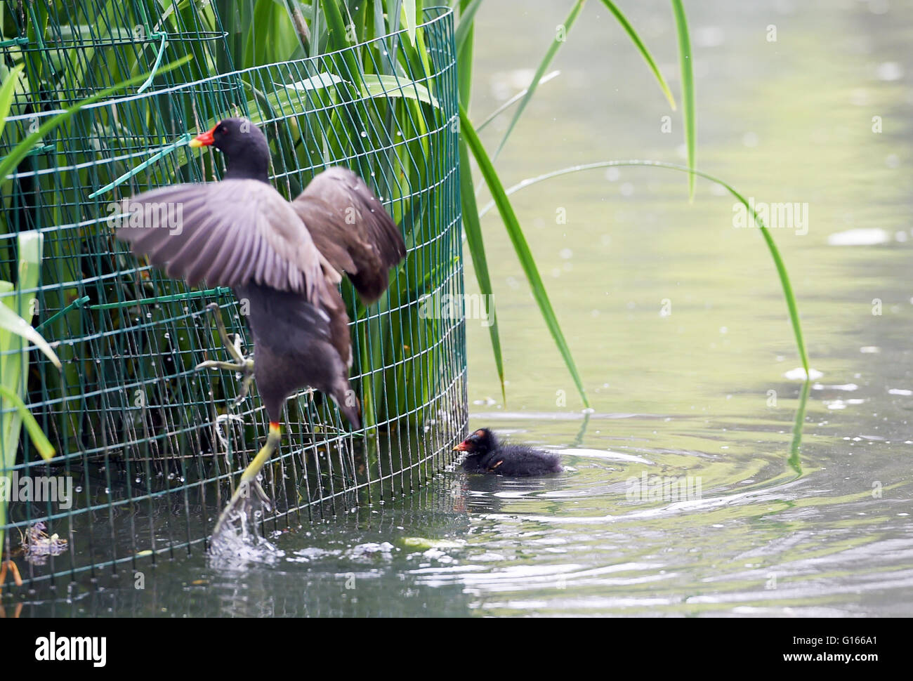 Brighton, Regno Unito. Il 10 maggio, 2016. Un moorhen alimenta il suo pulcino come essi godere il tempo umido su Queens Park stagno in Brighton oggi . La pioggia ha spazzato attraverso Gran Bretagna meridionale oggi dopo il recente clima caldo che continua in Scotland Credit: Simon Dack/Alamy Live News Foto Stock