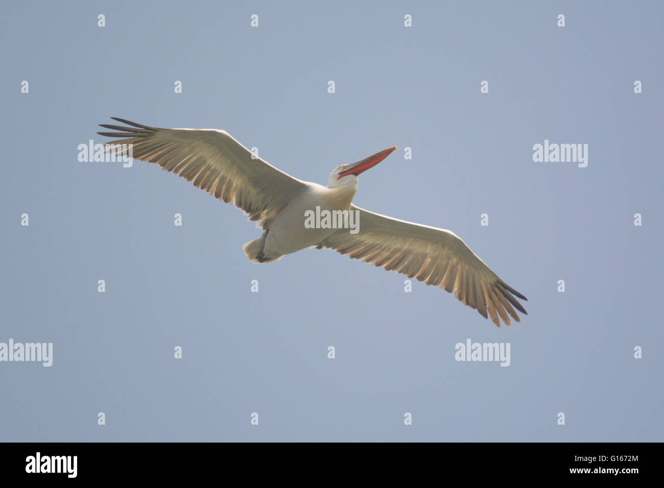 Polgigga, Cornwall, Regno Unito. Il 10 maggio 2016. Un incredibile raro pellicano dalmata è stato visto vicino al Lands End in Cornovaglia. Secondo birders sulla scena se gli uccelli selvatici è allora potrebbe essere la prima volta che è stato visto in Gran Bretagna fin dal medioevo. Credito: Simon Maycock/Alamy Live News Foto Stock