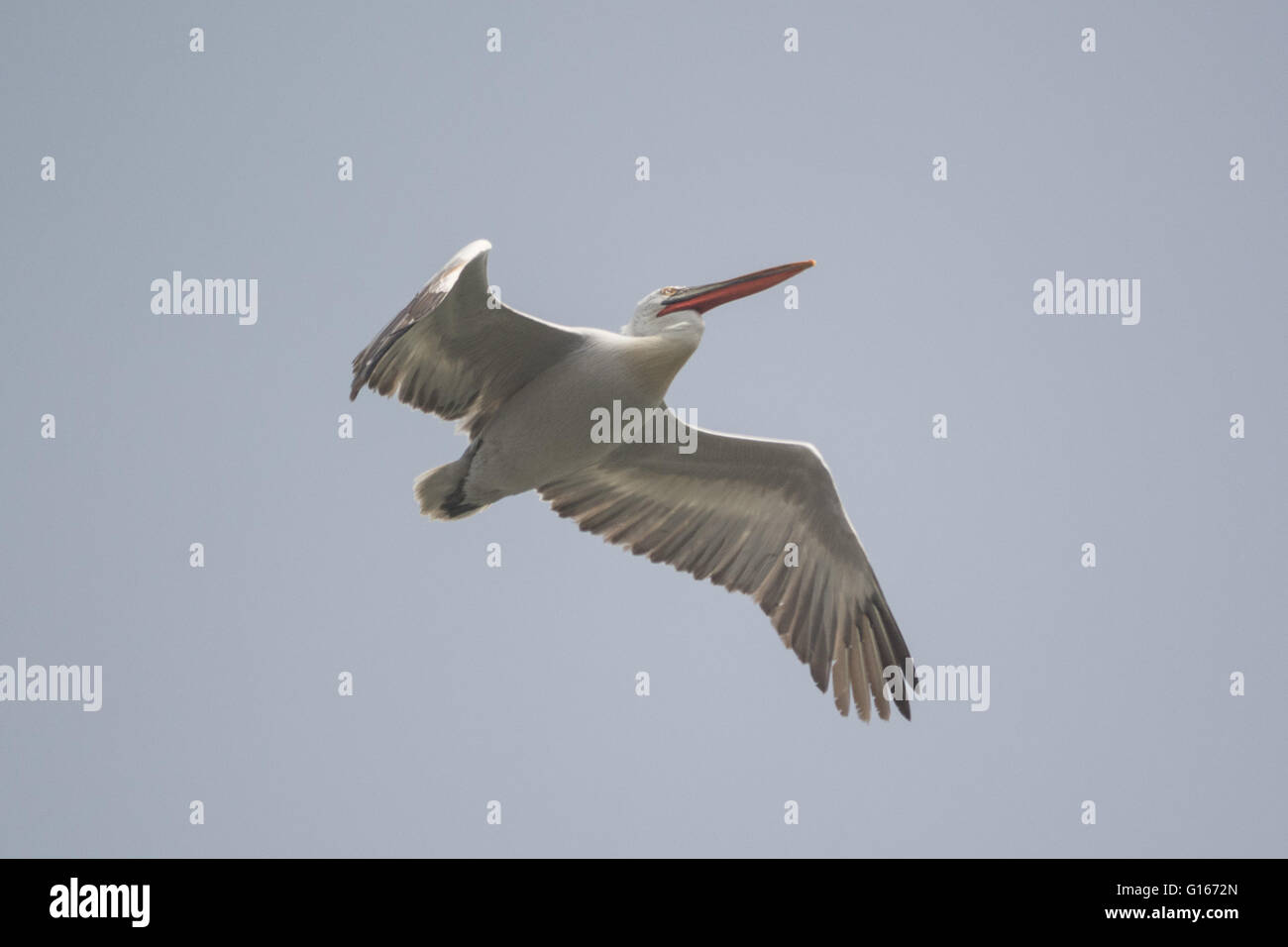 Polgigga, Cornwall, Regno Unito. Il 10 maggio 2016. Un incredibile raro pellicano dalmata è stato visto vicino al Lands End in Cornovaglia. Secondo birders sulla scena se gli uccelli selvatici è allora potrebbe essere la prima volta che è stato visto in Gran Bretagna fin dal medioevo. Credito: Simon Maycock/Alamy Live News Foto Stock