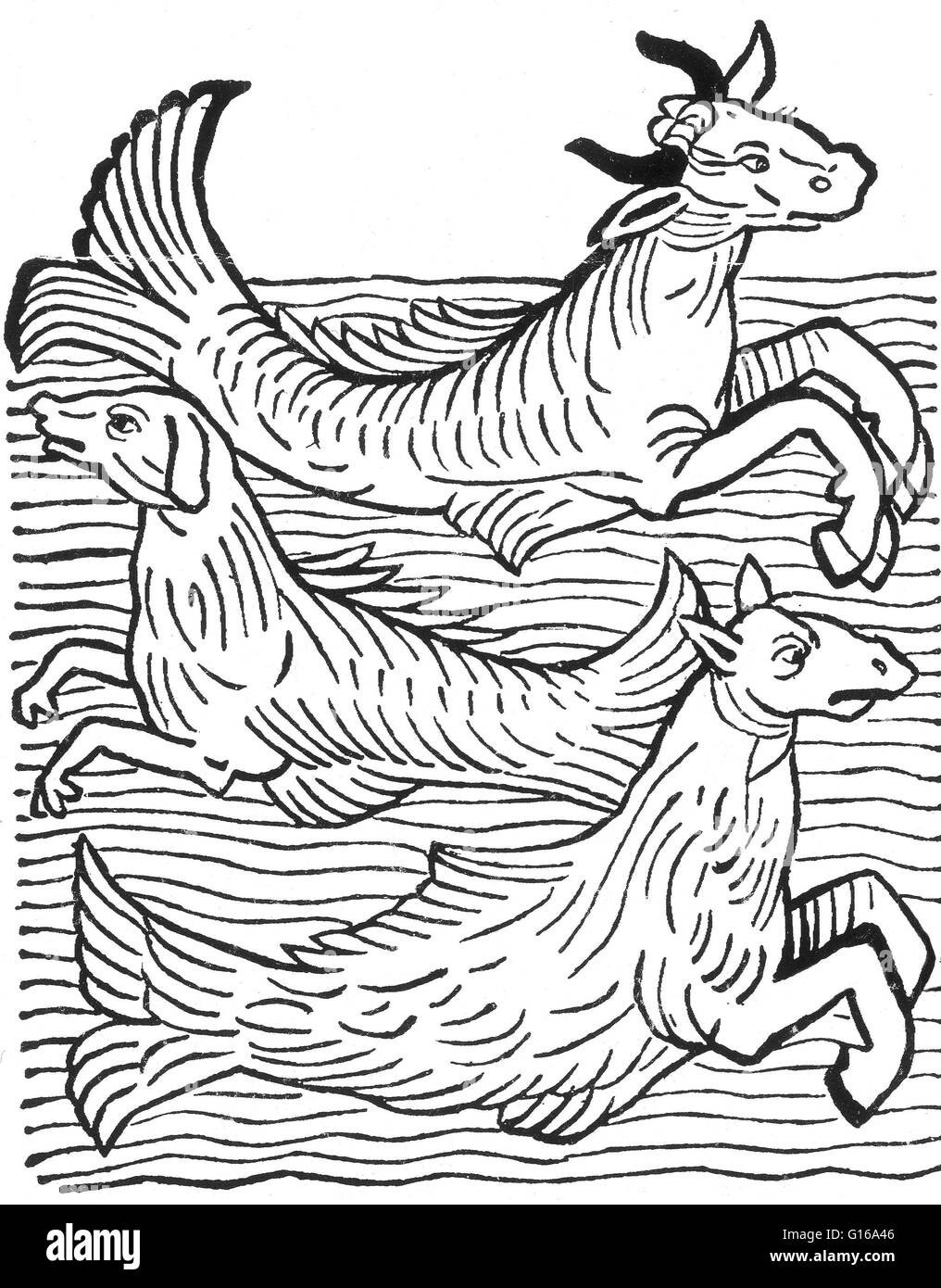 Xilografia di tre mitiche creature del mare Da Hortus Sanitatis stampati da Giacobbe Meyderbach, 1491. Mucche di mare, mare cane e cavallo di mare, piccoli squali hanno dato il nome mare cani o palombo, perché hanno denti affilati e l' immaginazione popolare li fece il na Foto Stock
