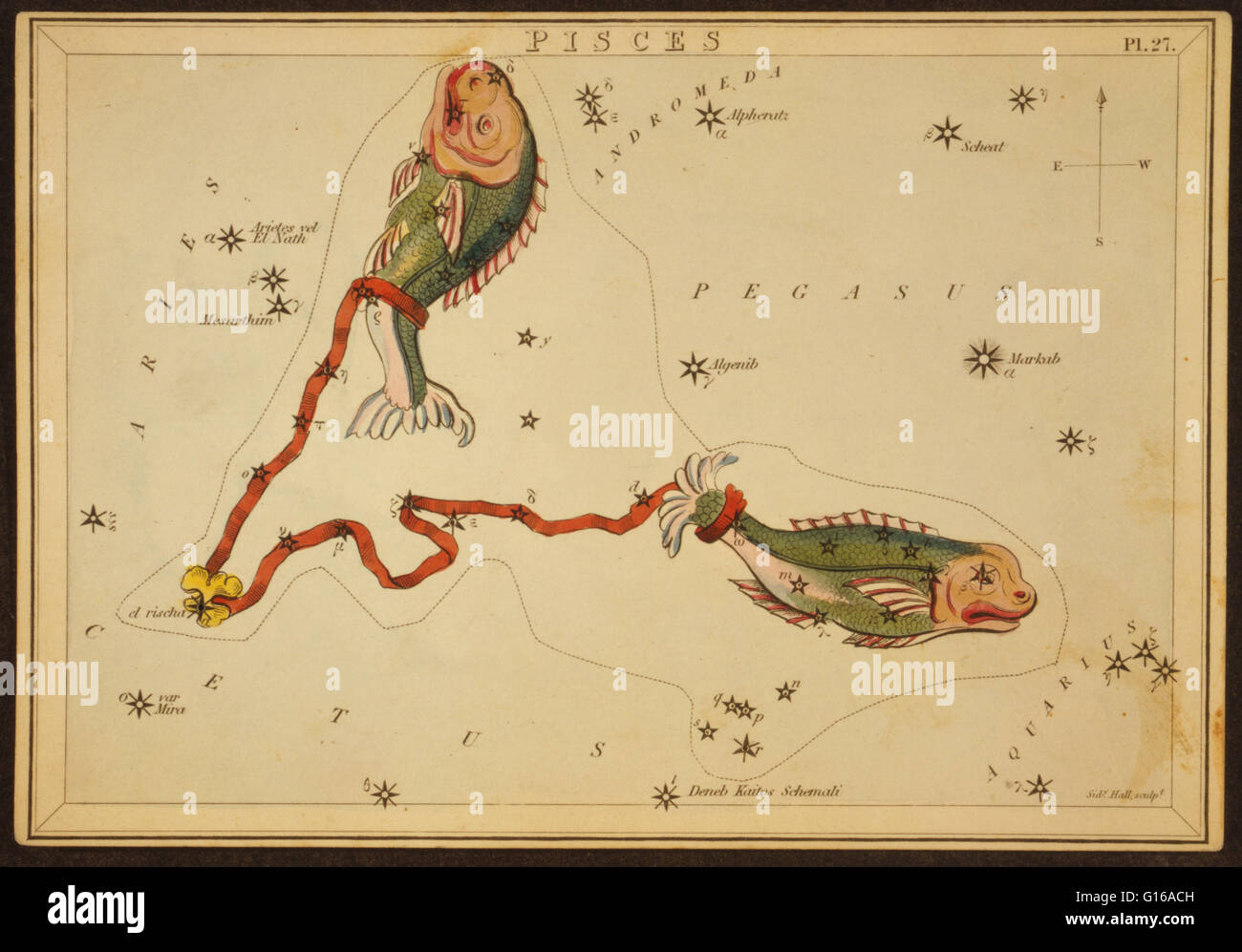 Astronomical diagramma che mostra due pesci legati con un nastro costituente la costellazione. Pesci è una costellazione dello zodiaco. Il suo nome è il plurale latino per i pesci. Si tratta di uno dei 48 costellazioni descritto dal II secolo astronomo Tolomeo, e R Foto Stock