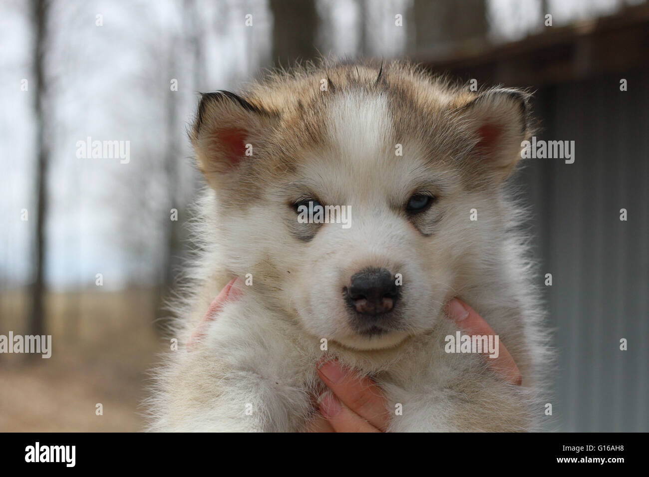 Siberian Husky cuccioli Foto Stock