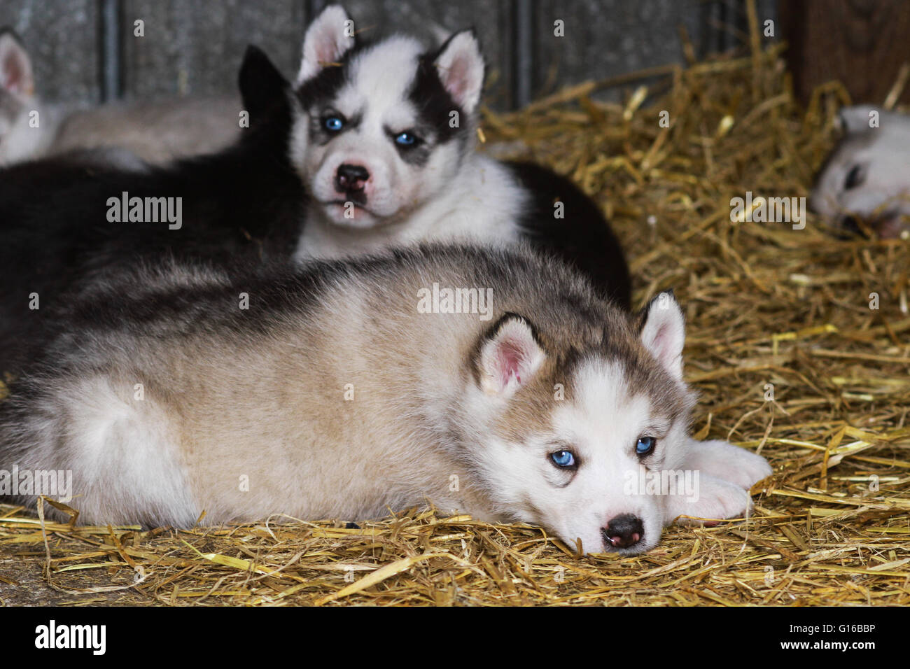 Siberian Husky cuccioli Foto Stock