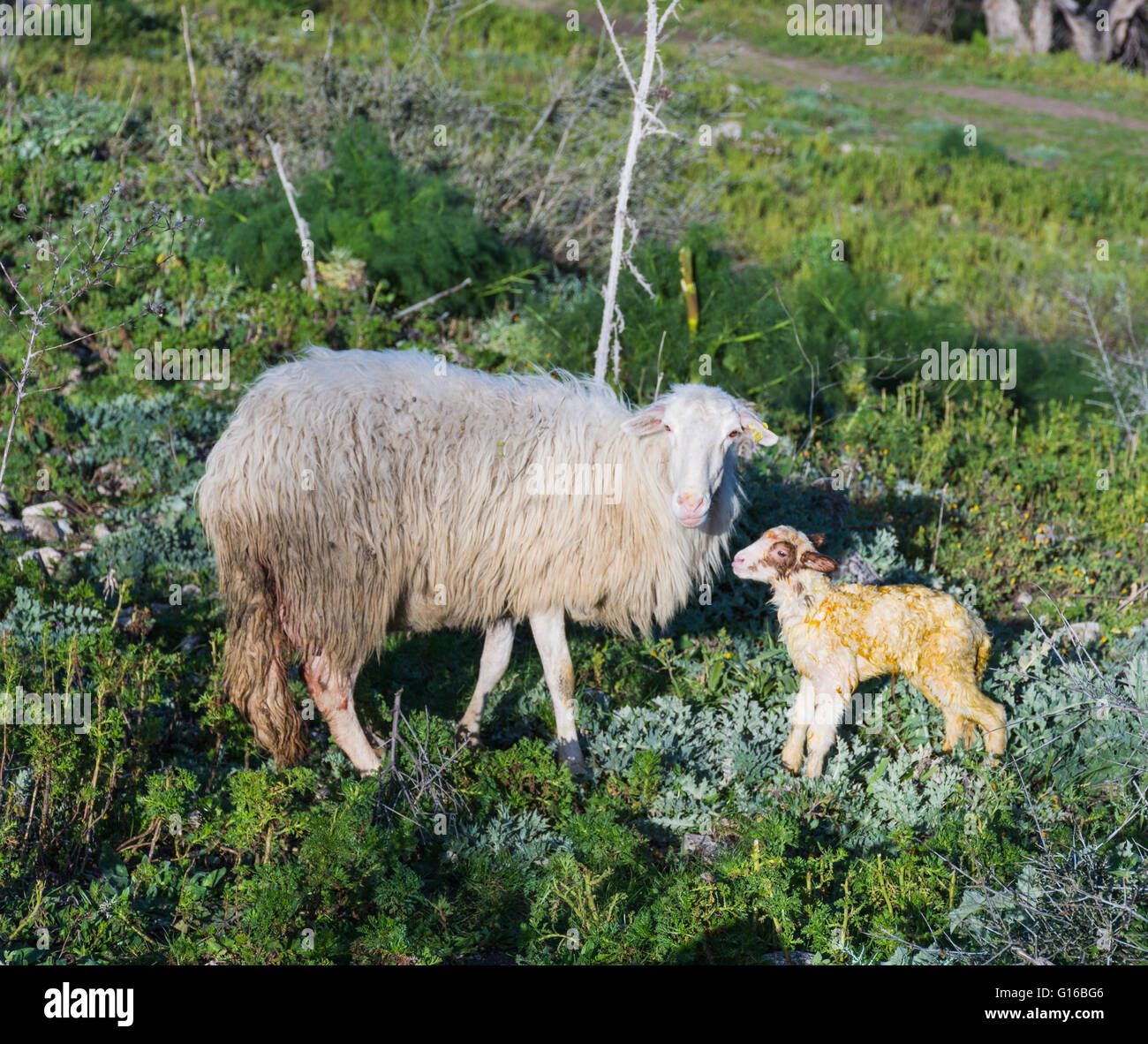 Pecora con agnello neonato, pascolare. La madre si prende cura del bambino, concept per tutti gli animali selvaggi. Foto Stock