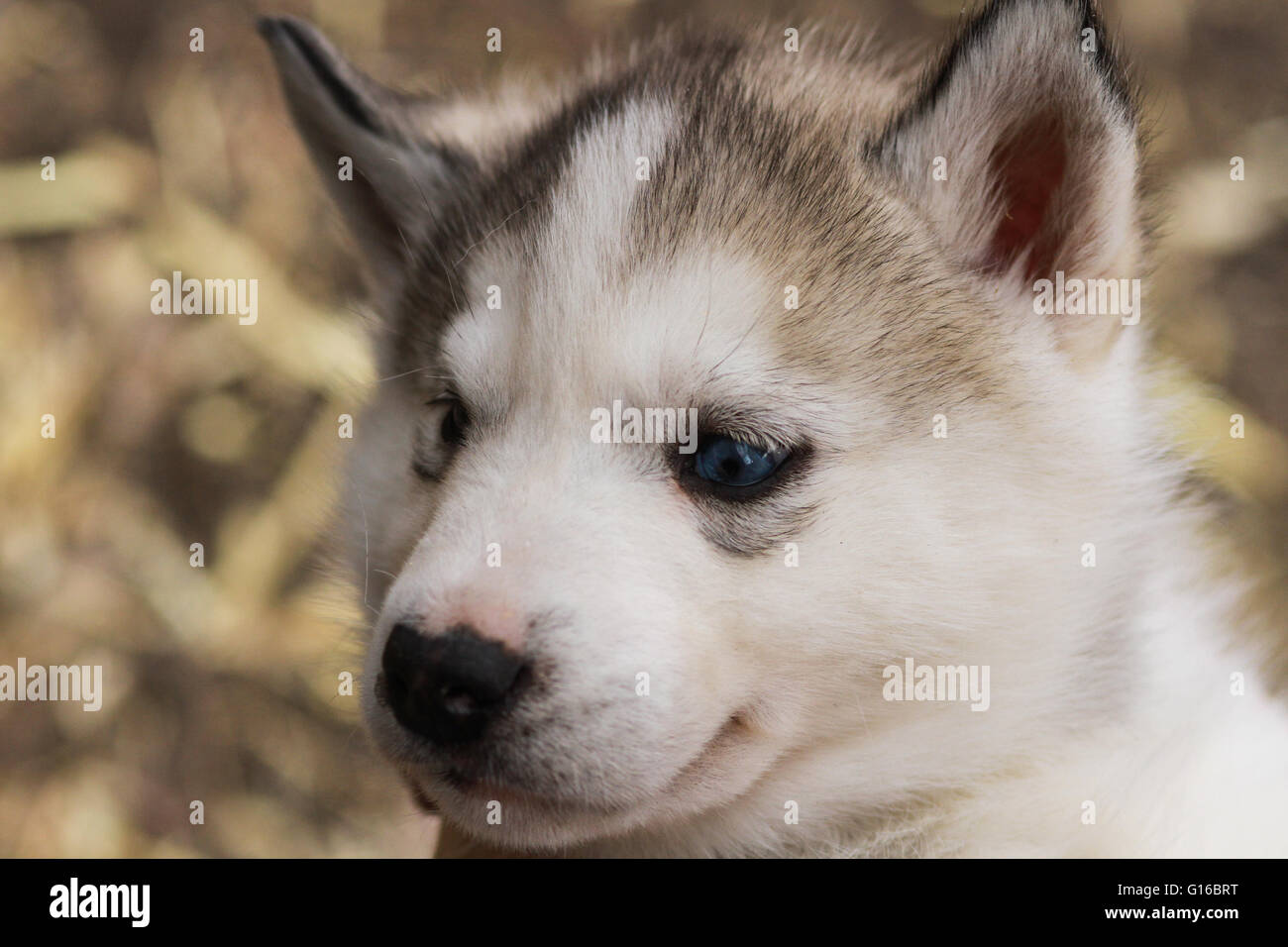 Un bambino siberian husky cucciolo Foto Stock