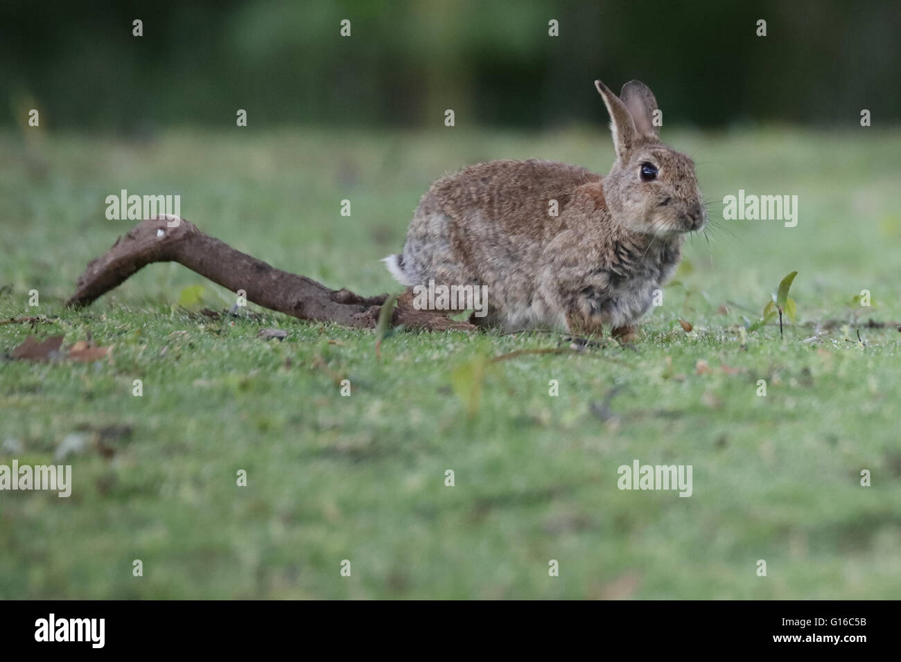 Unione Coniglio selvatico (oryctolagus cuniculus) Foto Stock